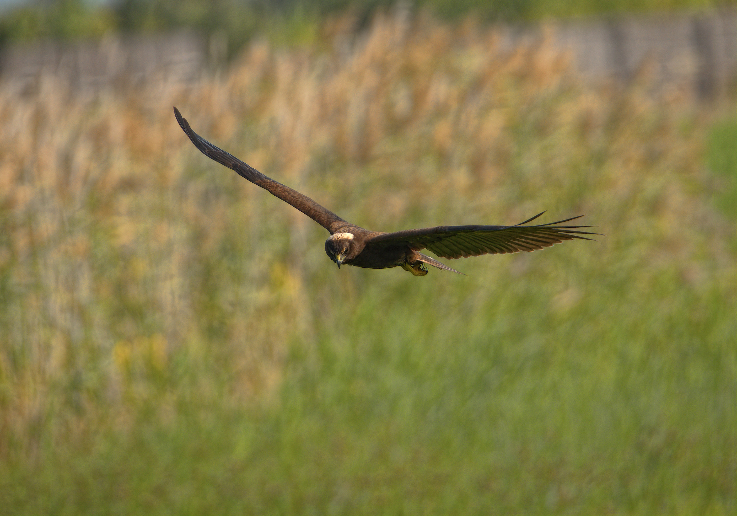 Marsh Hawk