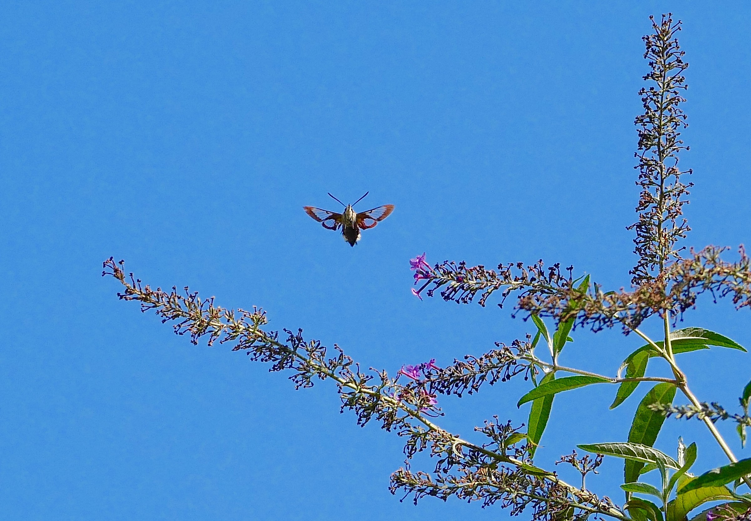 La sfinge con le ali aperte