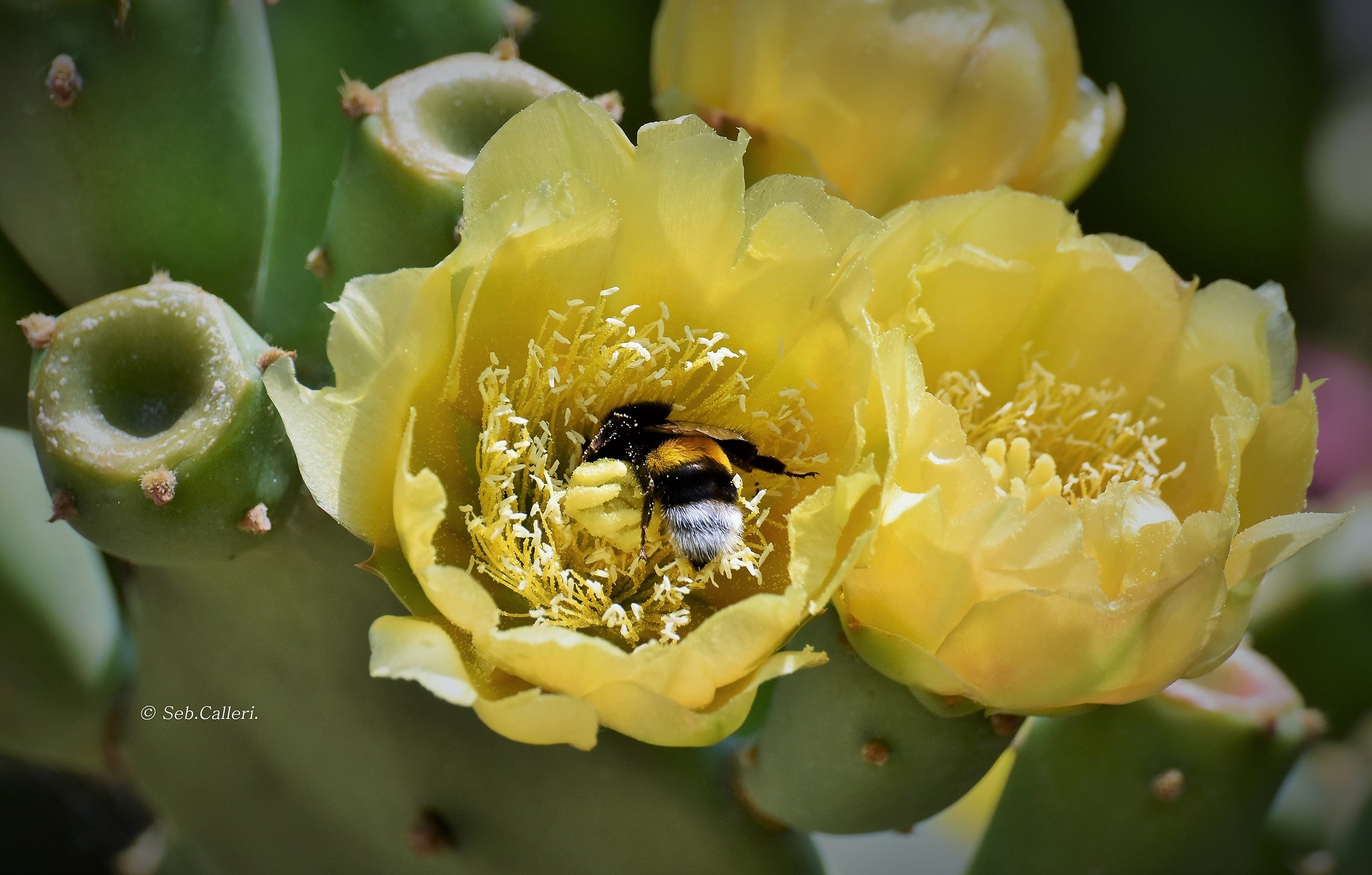 Un tuffo nel polline...