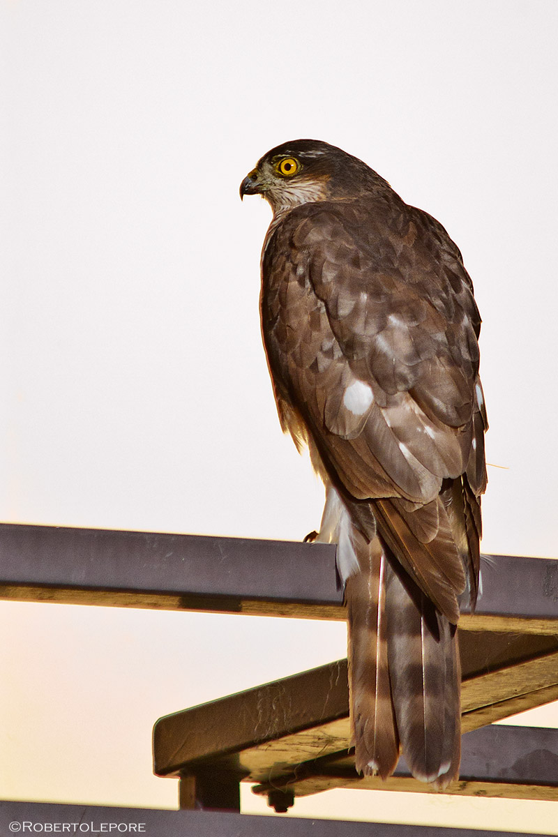 Buzzard on the balcony