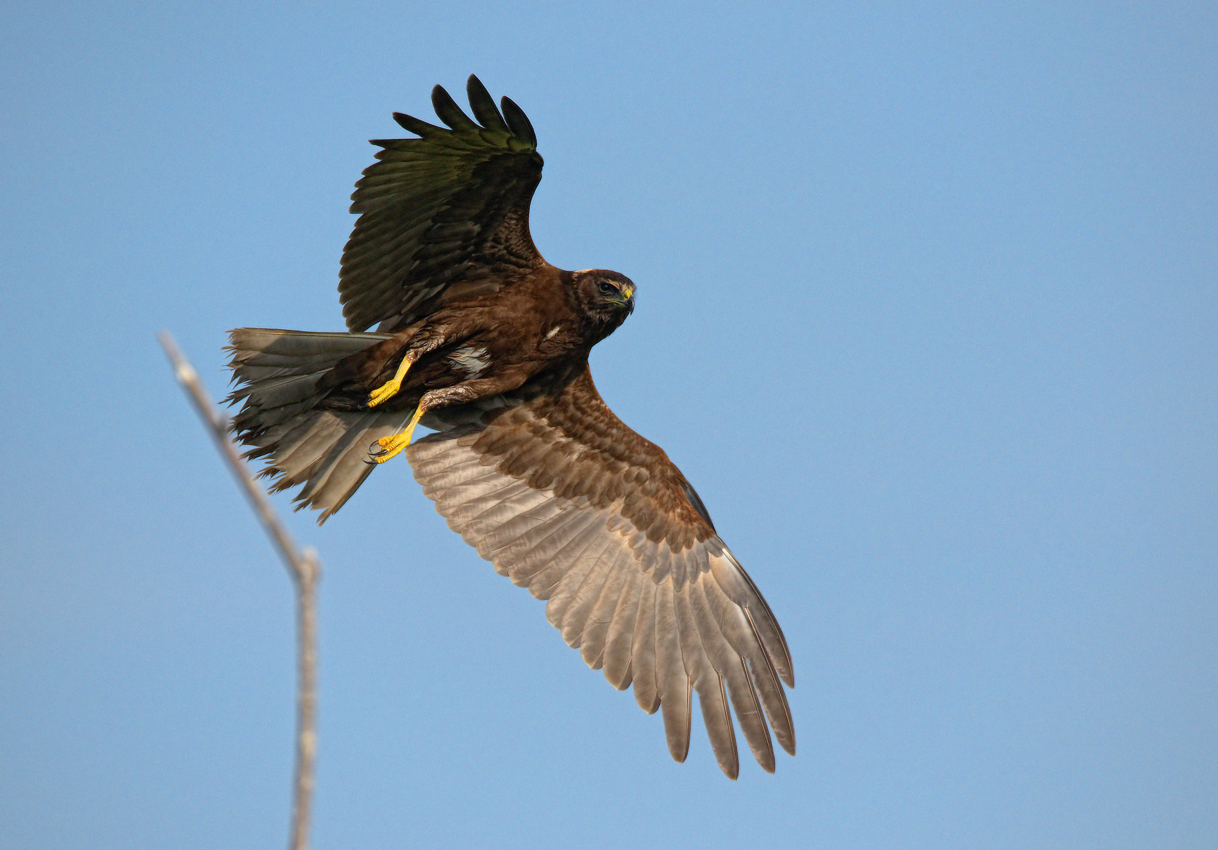 Marsh Hawk