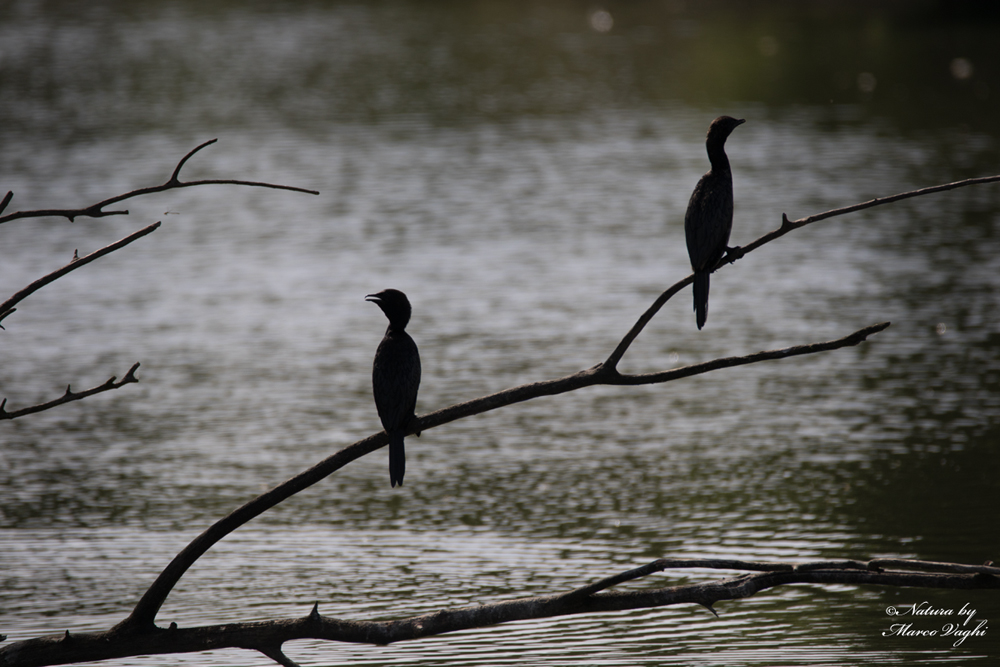 Phalacrocorax pigmeus- Marangone minore