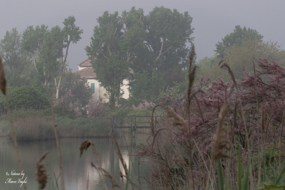 Mattina presto con nebbia. Oasi Canneviè