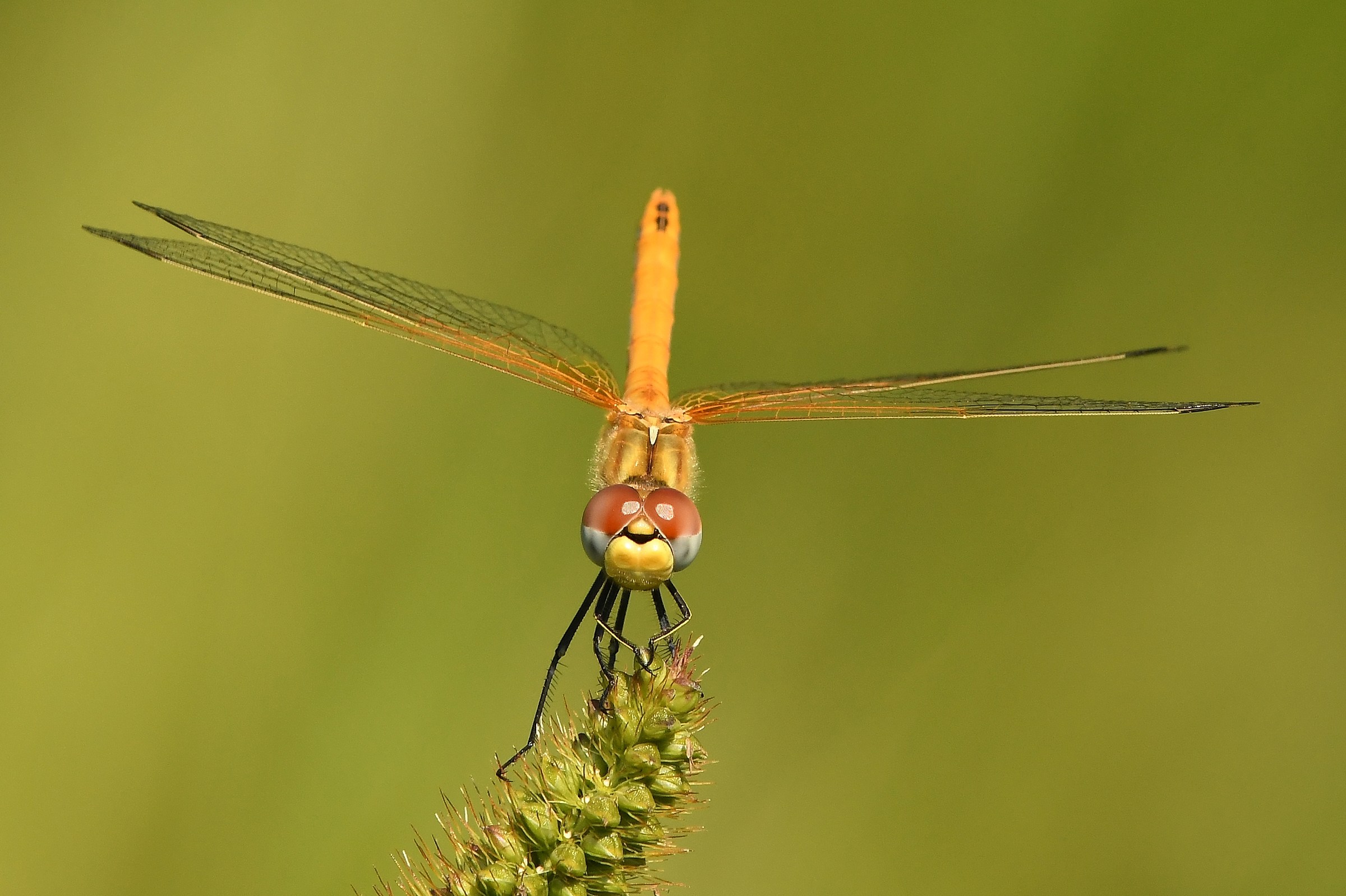 Sympetrum Fonscolombii
