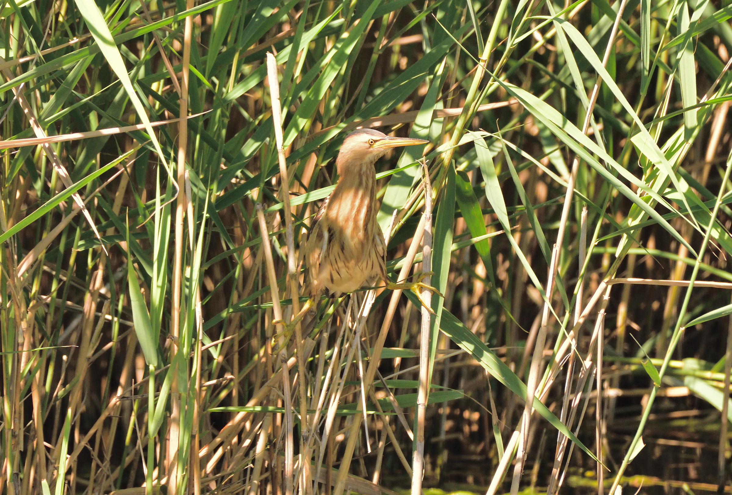 Little Bittern