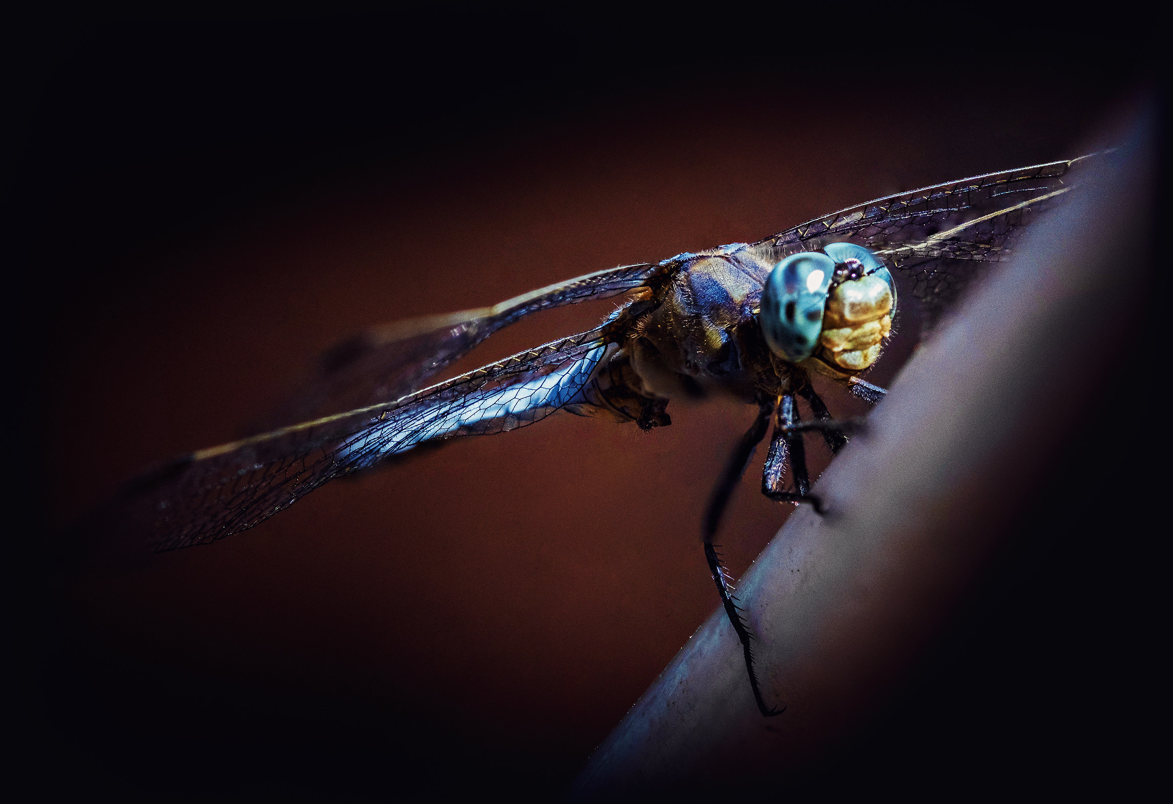 Blue Dragonfly