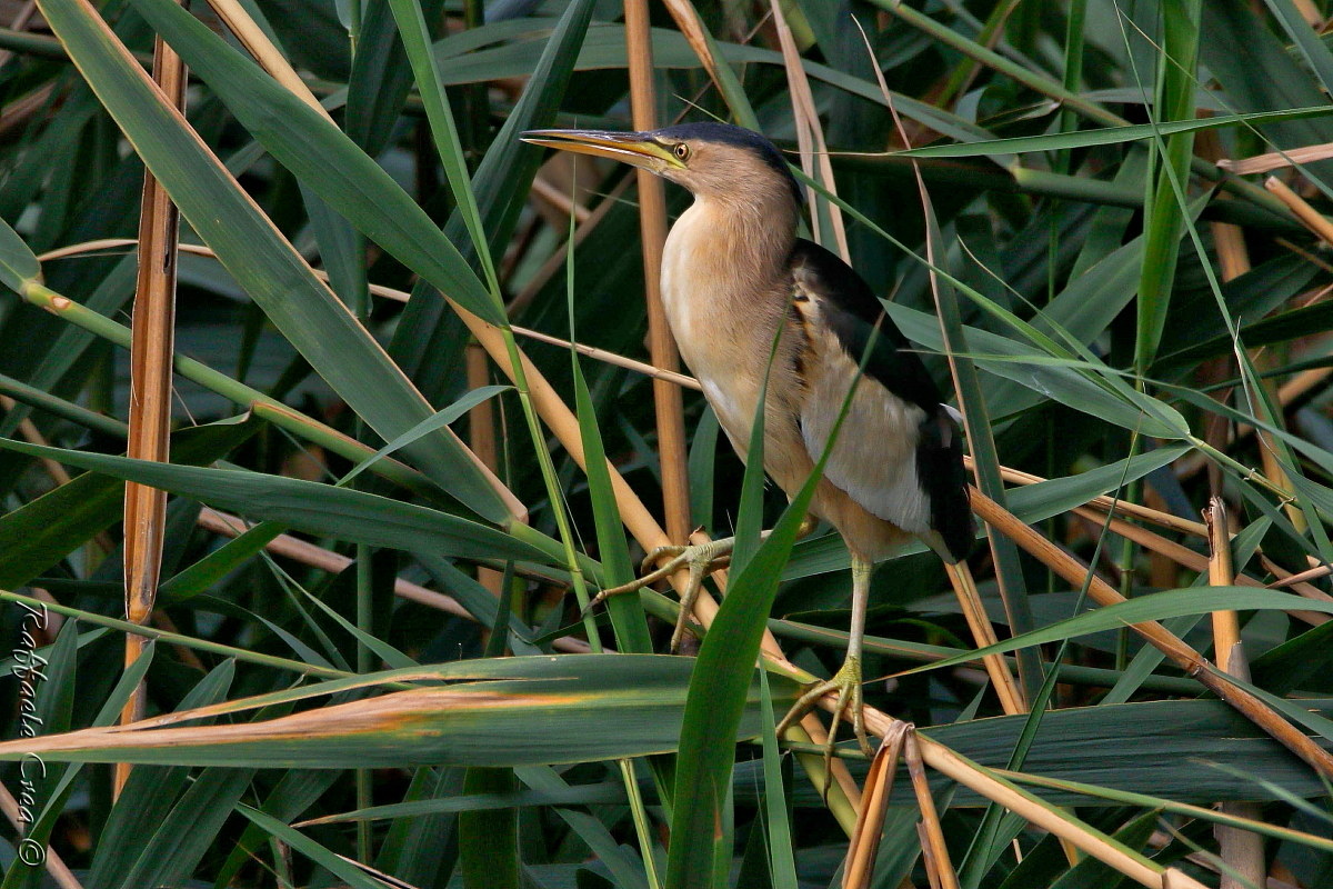 Male adult Bittern