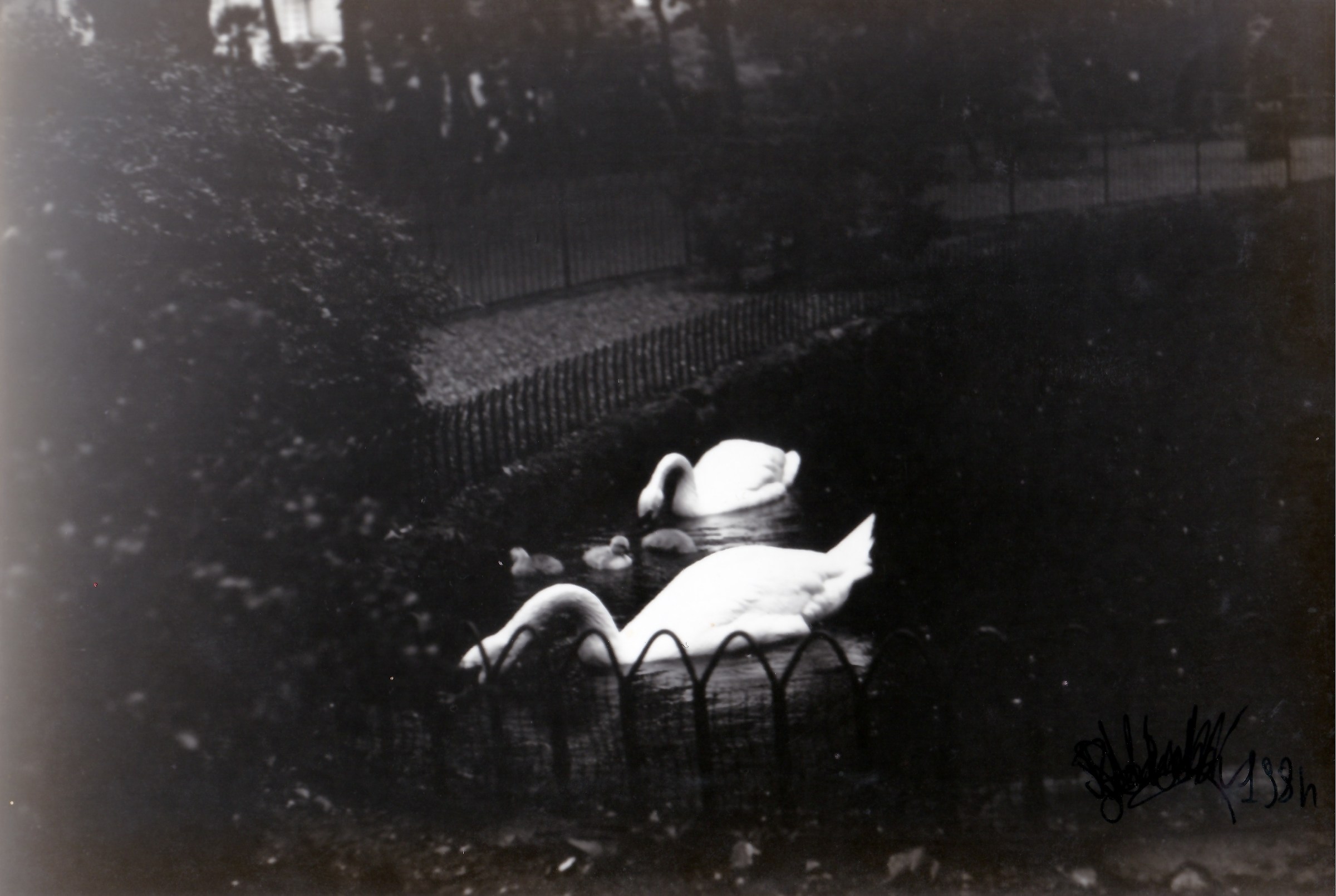 I cigni dell' Acquasola