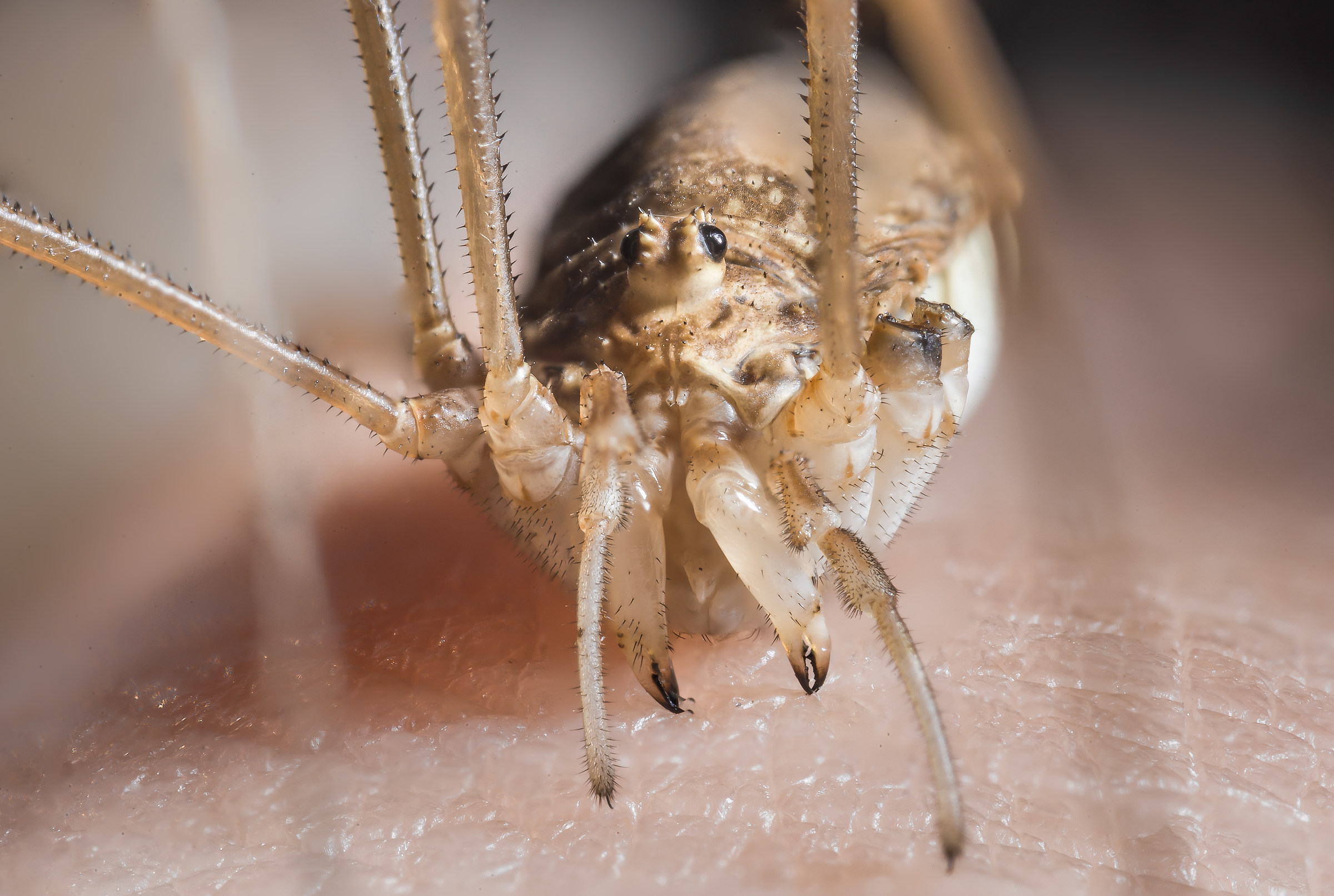 Terrifying unidentified insect