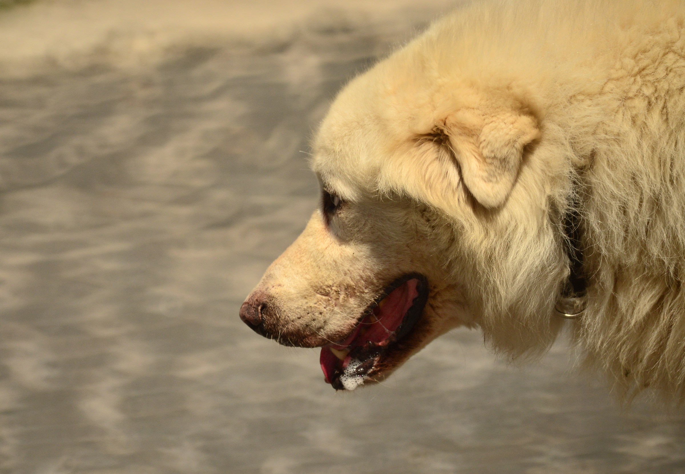 Pastore Maremmano Cat