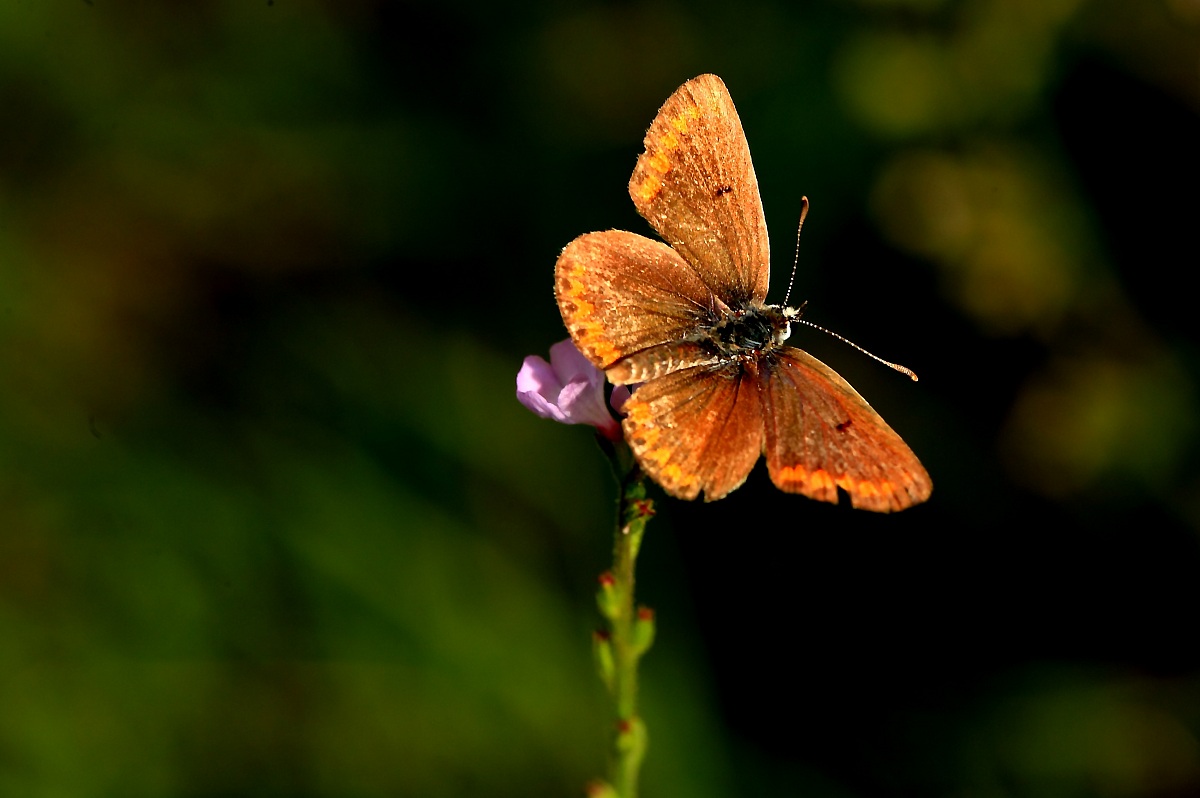 Verso il sole d'autunno.