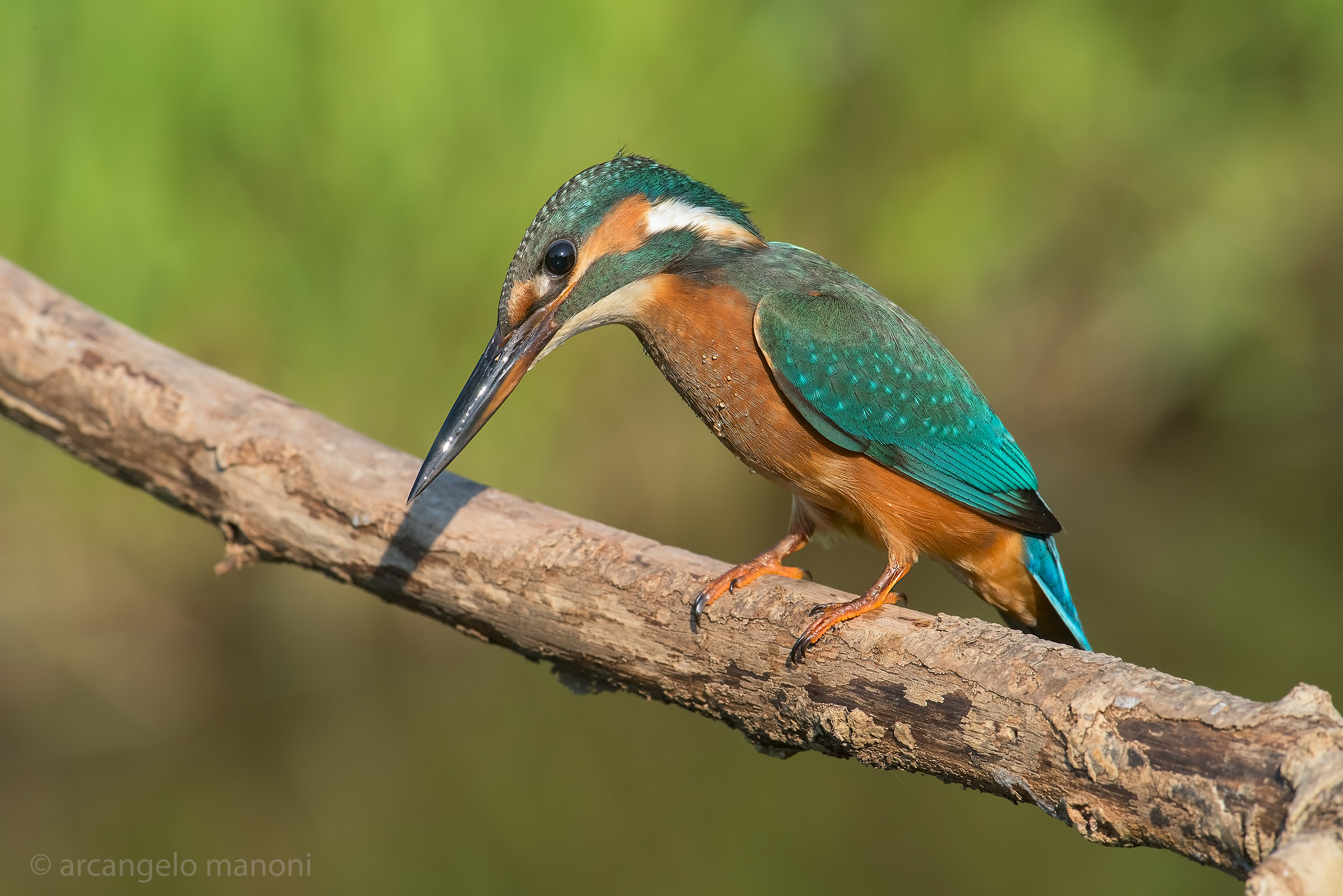 Ready to fish the beak sparkling like a sword