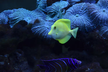 Zebrasoma flavescens