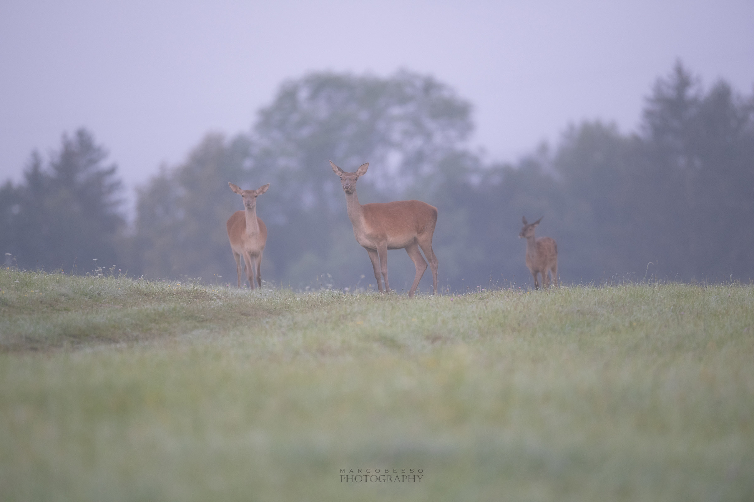 Deer at dawn