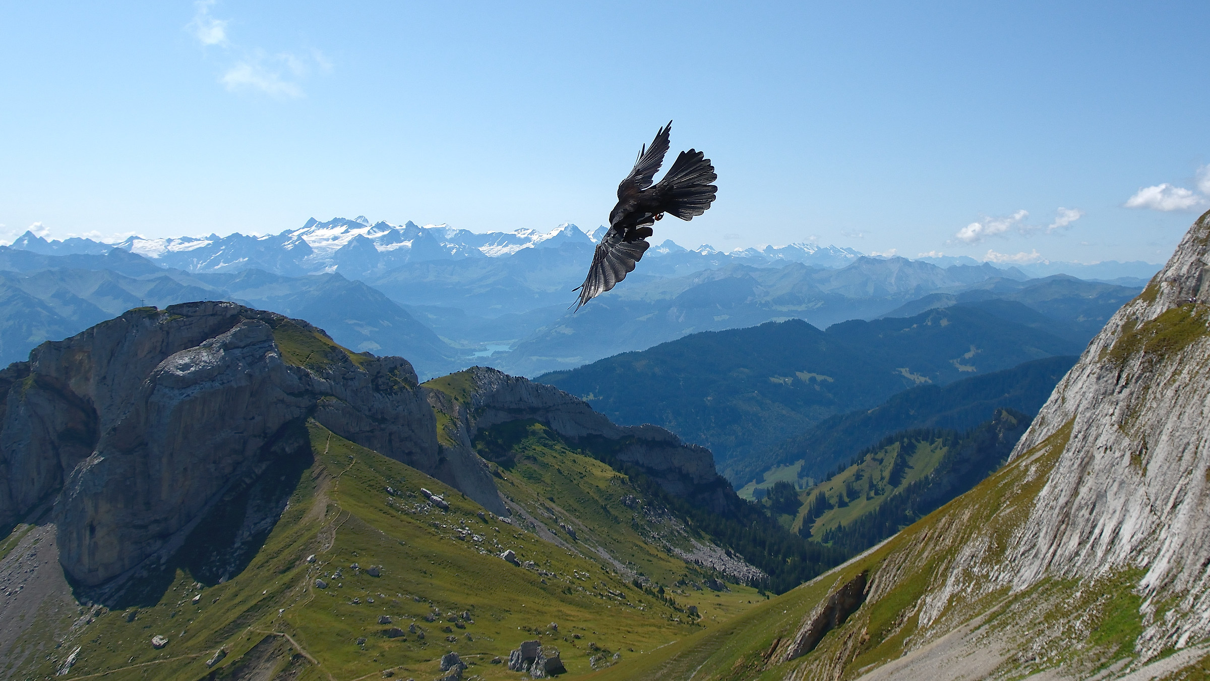 Gracchio alpino con vista sulle montagne
