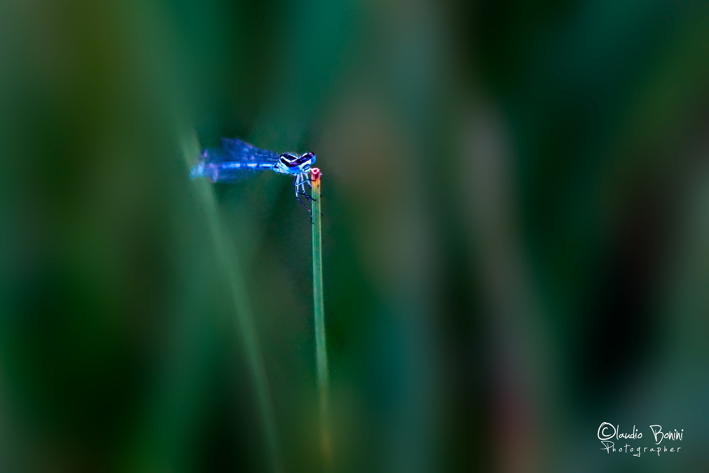 Dragonfly