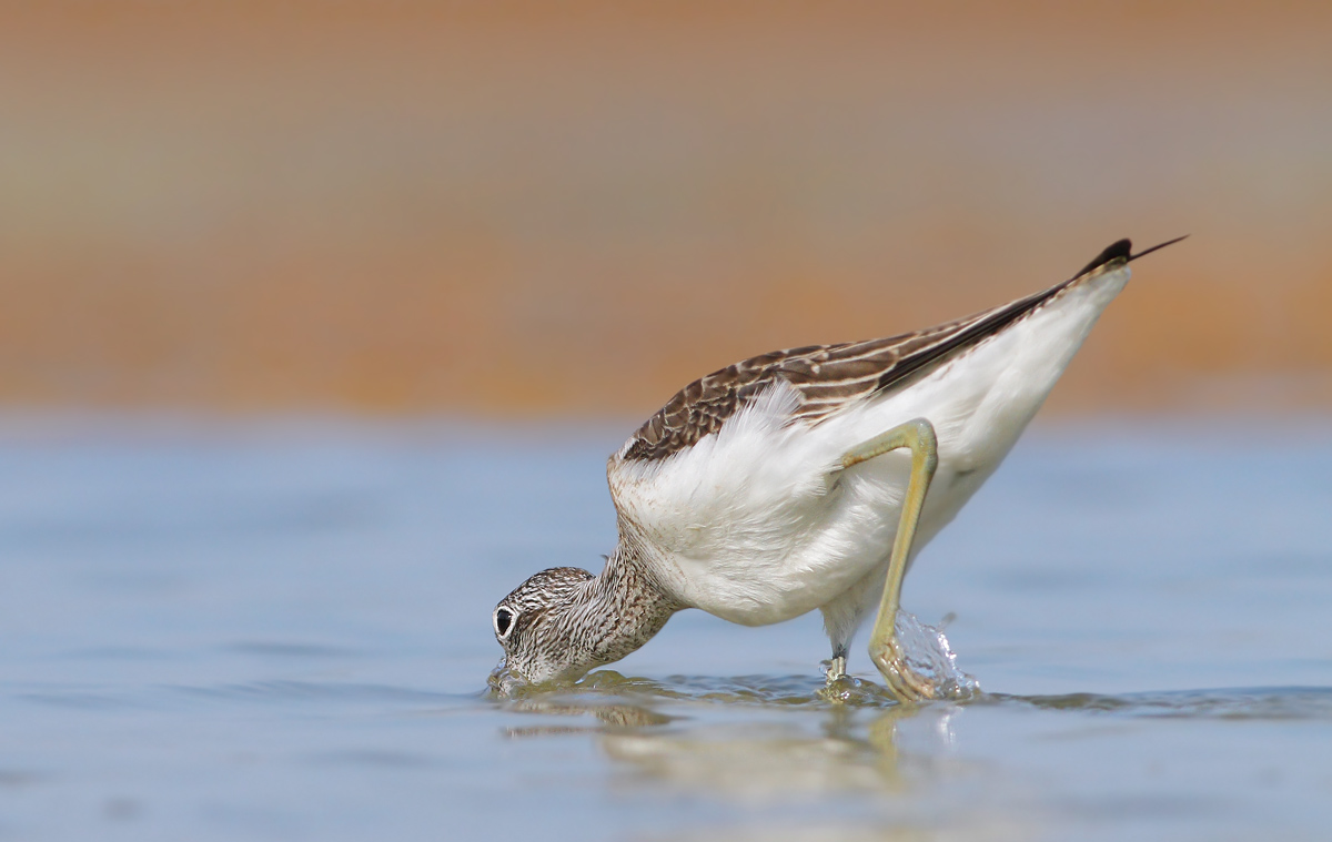 Greenshank