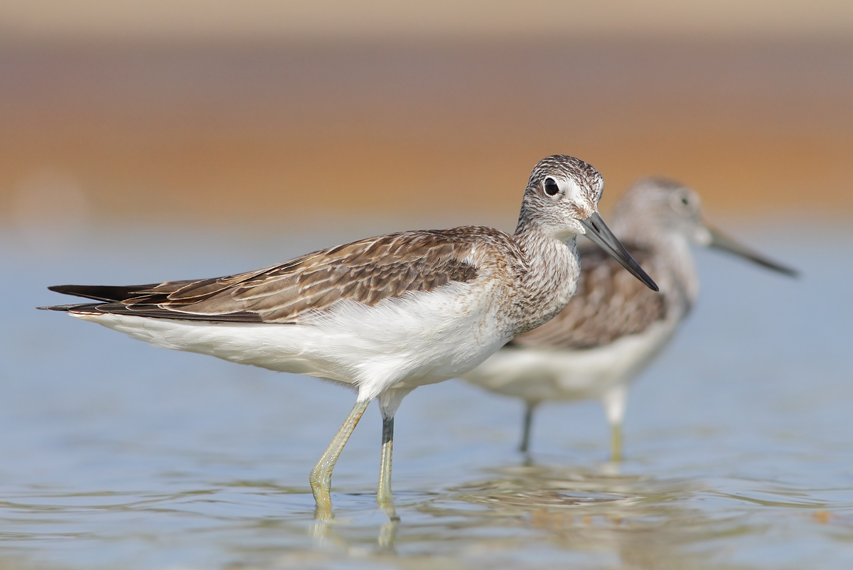 Greenshanks