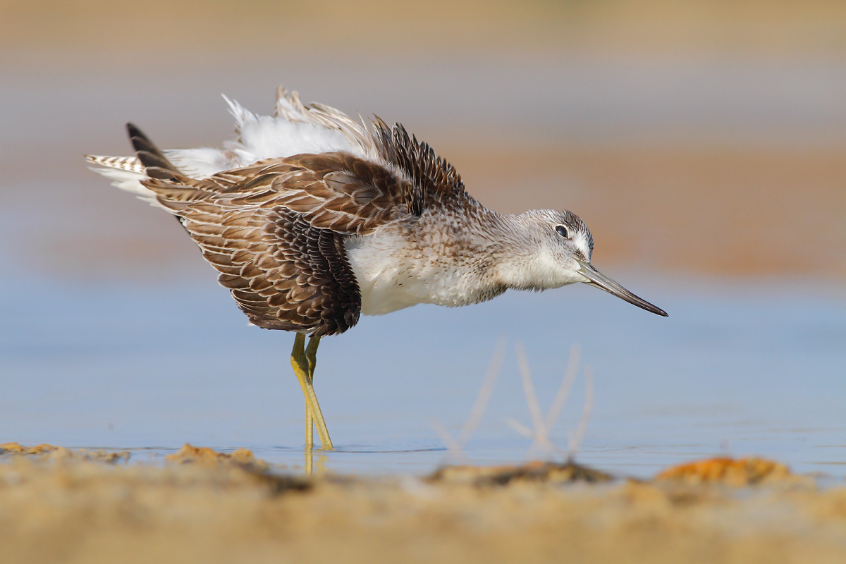 Greenshank