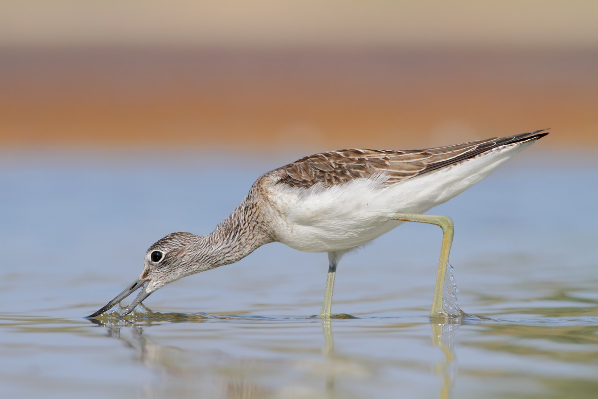 Greenshank