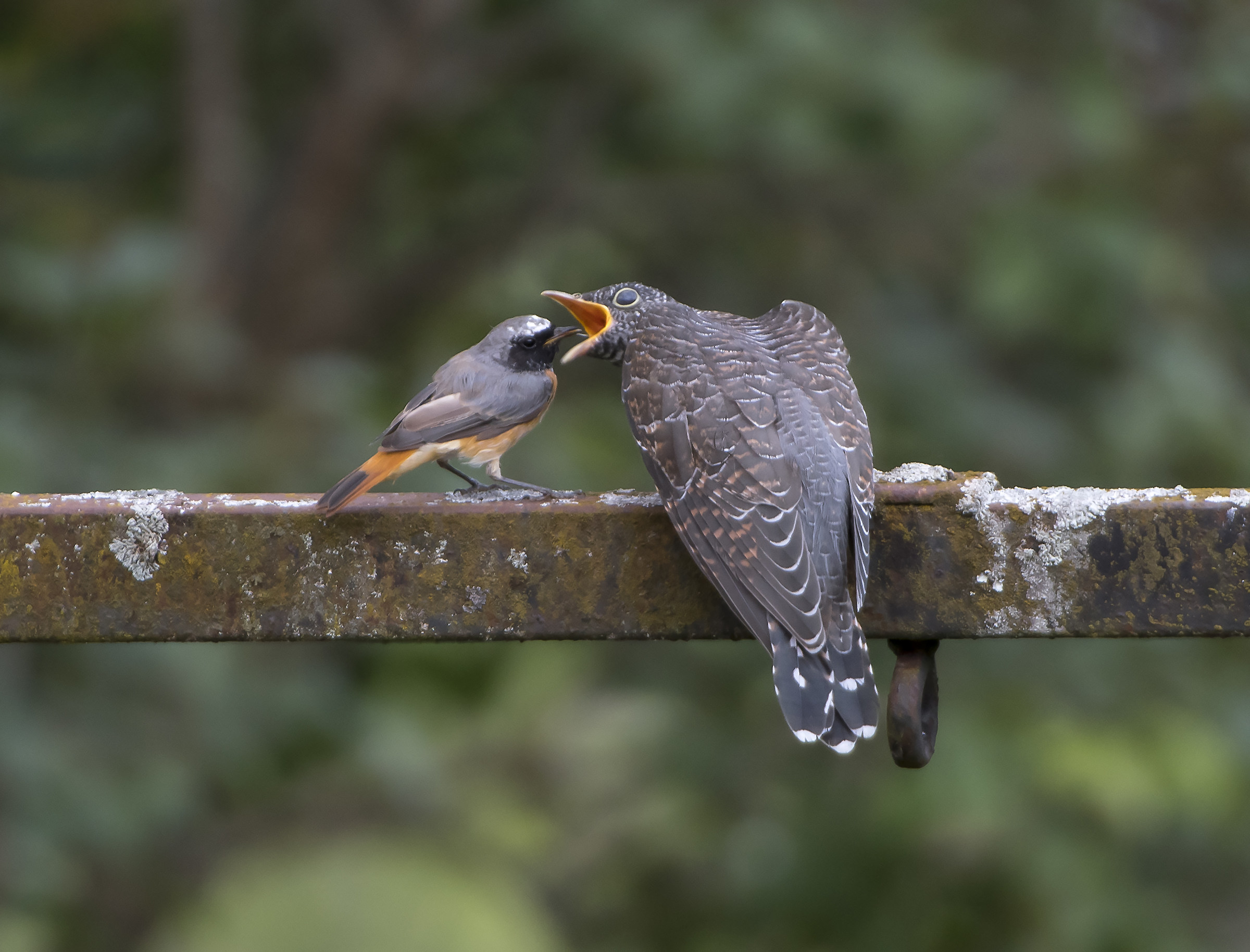 The Cuckoo and the common Redass