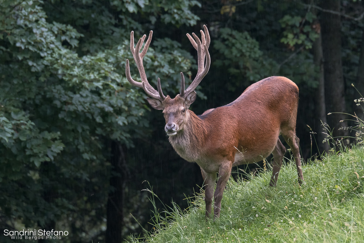 Deer with stage in velvet