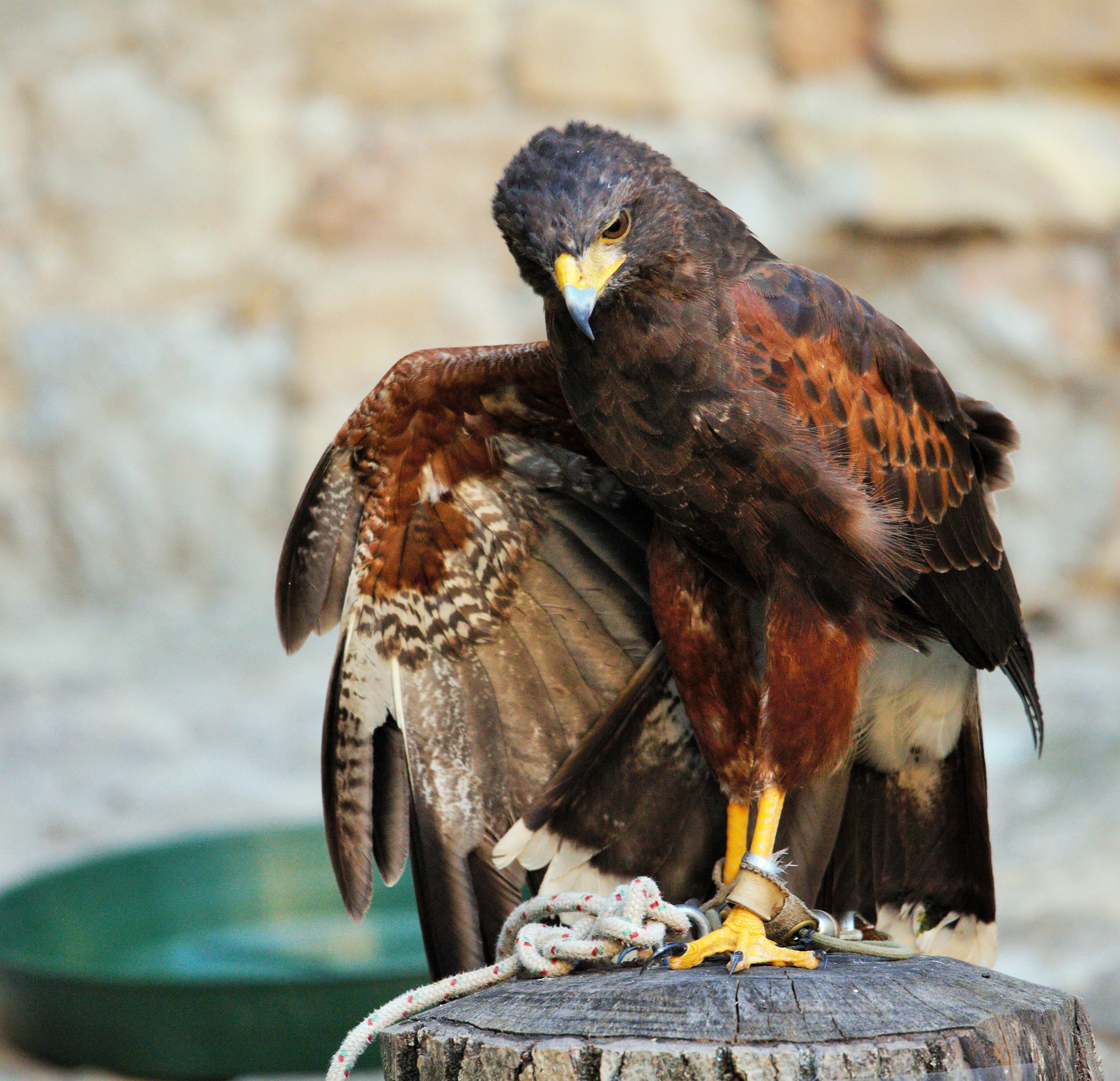 Good Morning Gentlemen