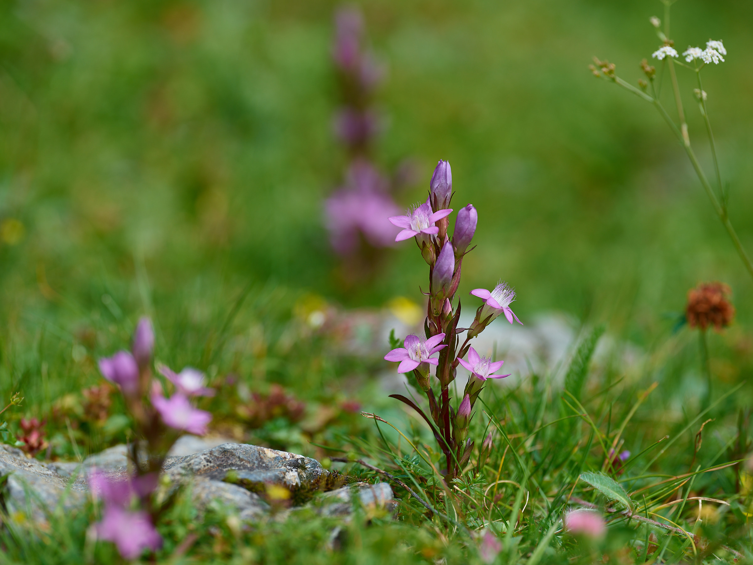 Genzianella germanica