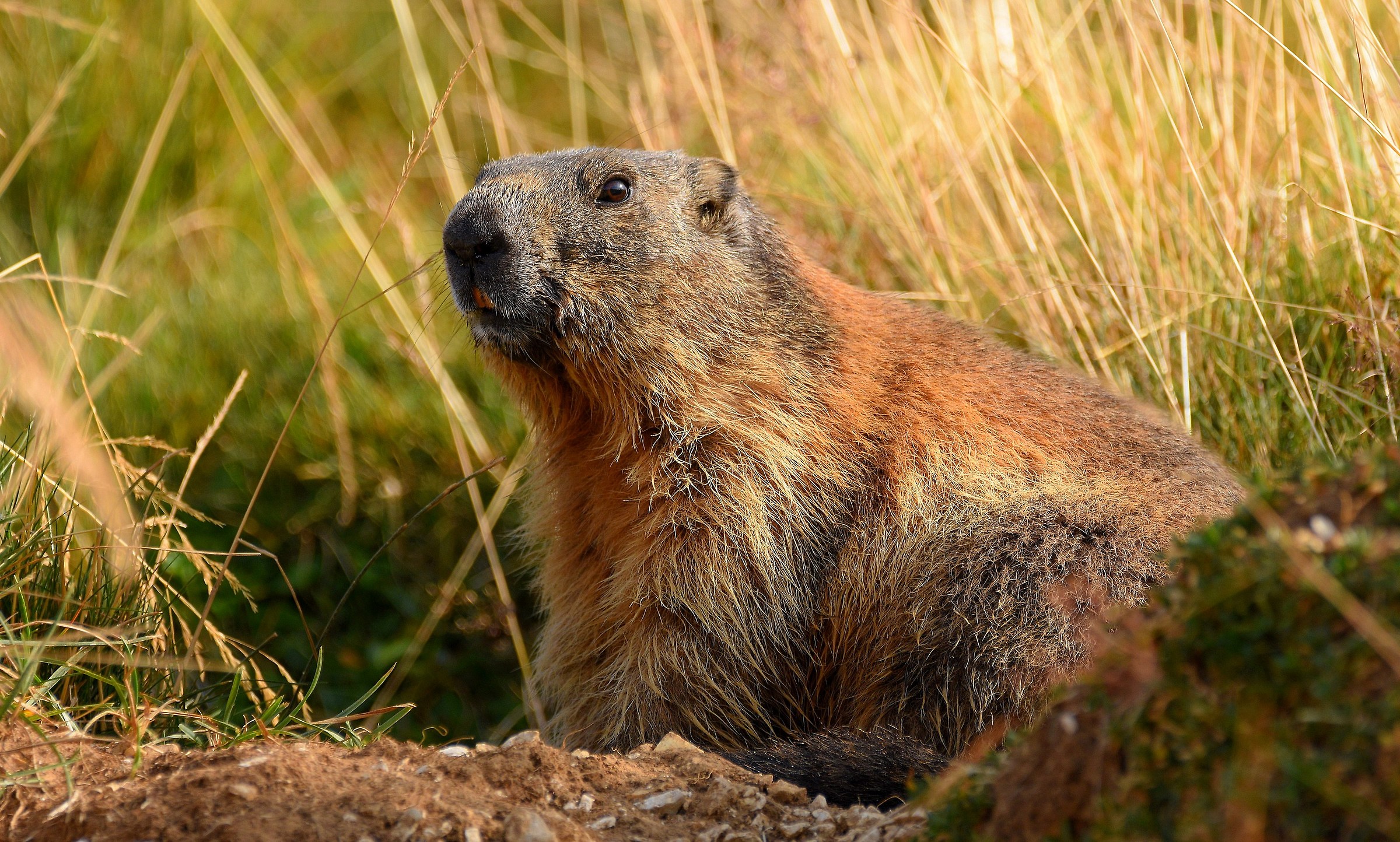 Marmotta Alpina