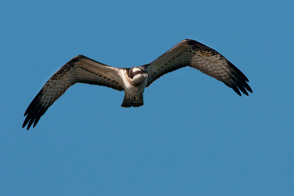Osprey