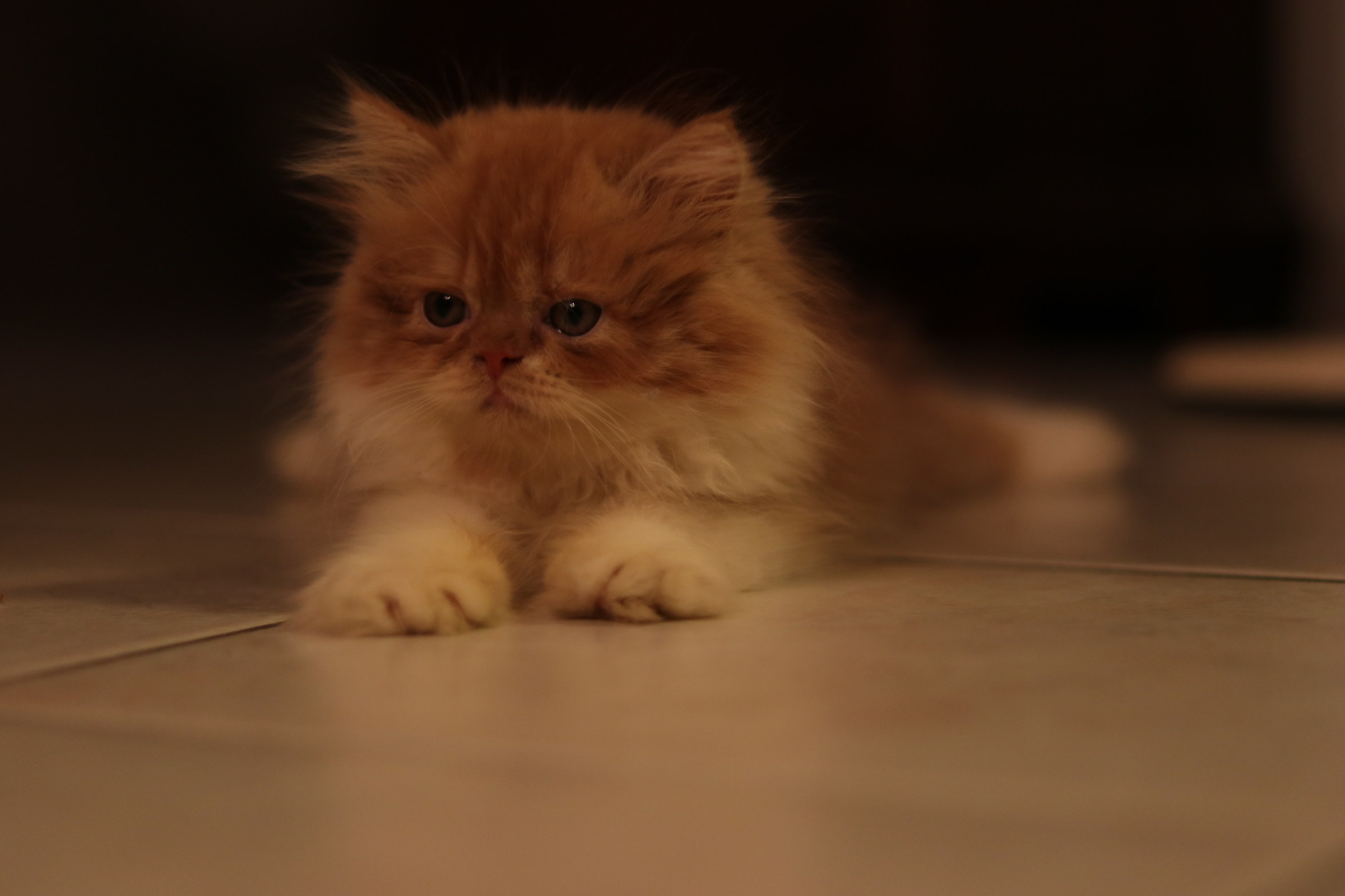 Sphinx mode