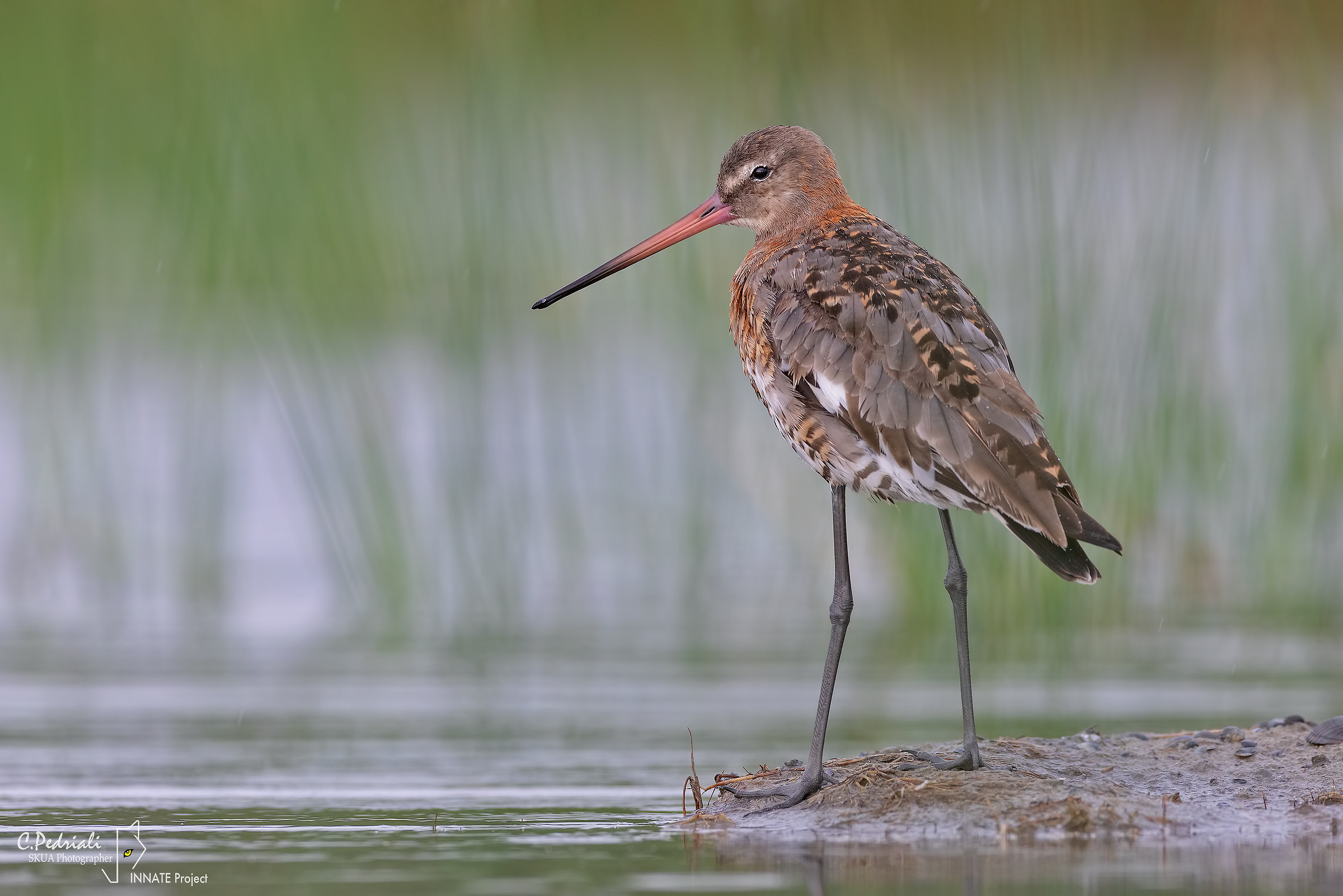 A real godwit...