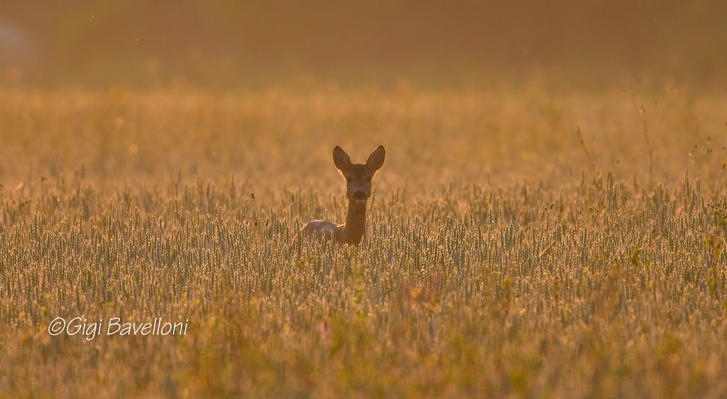 You call them if you want.....