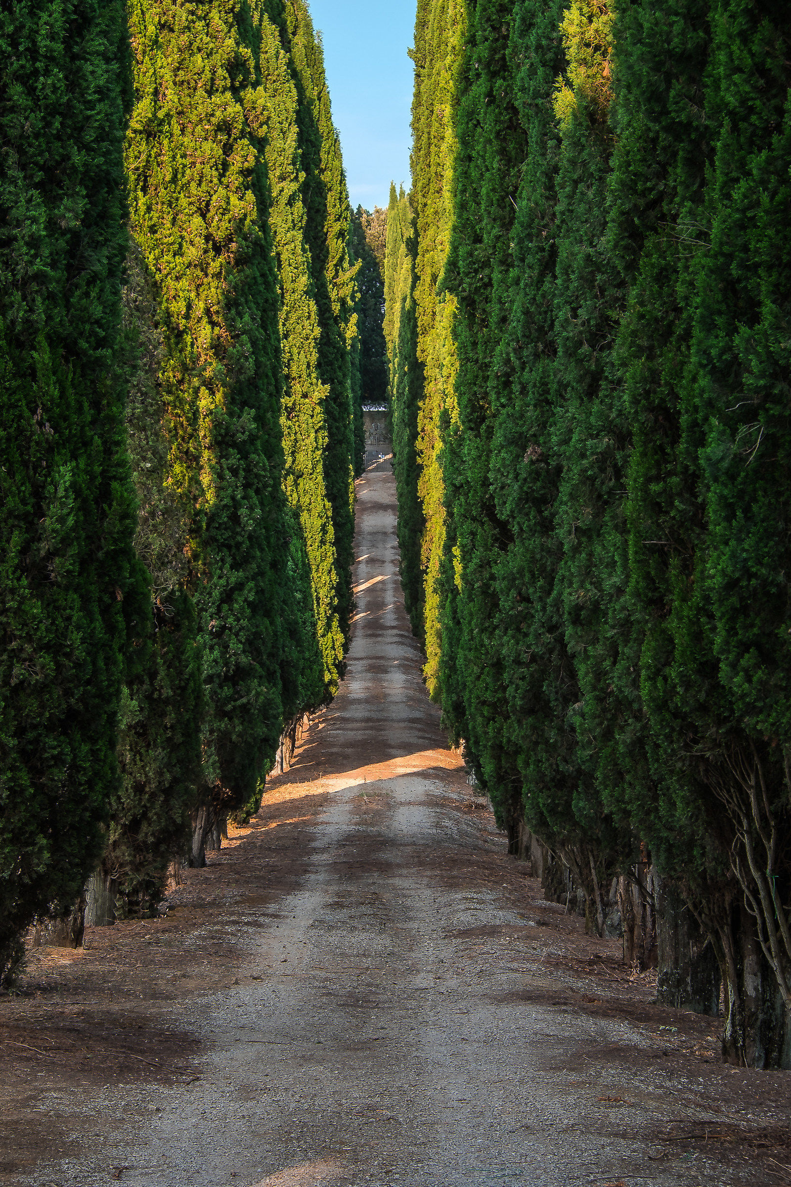 Il viale dei cipresssi