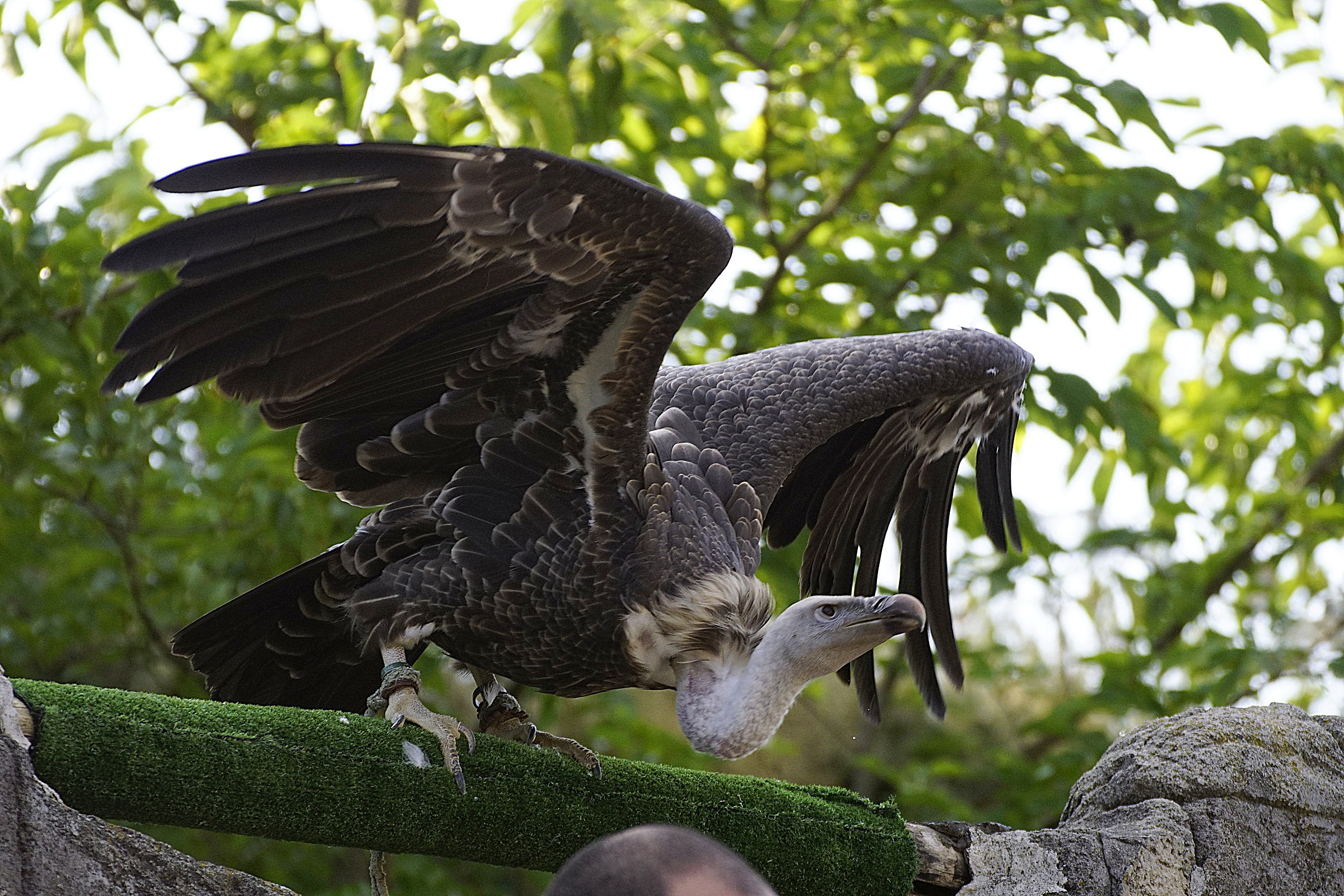 tipo poco raccomandabile