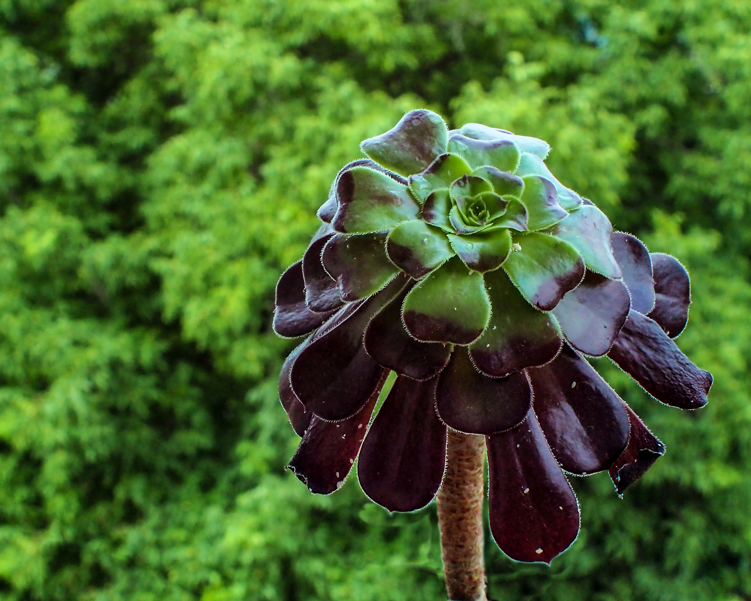 Una delle mie piantine grasse