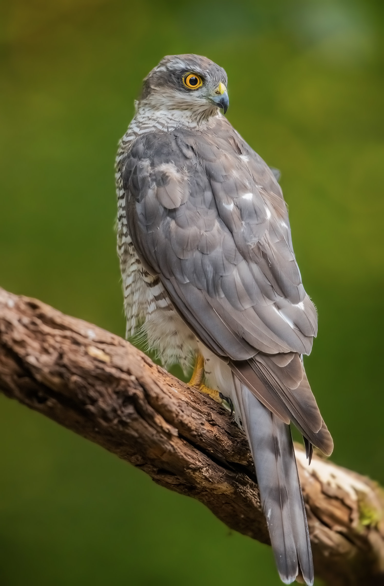 Sparrowhawk with D850