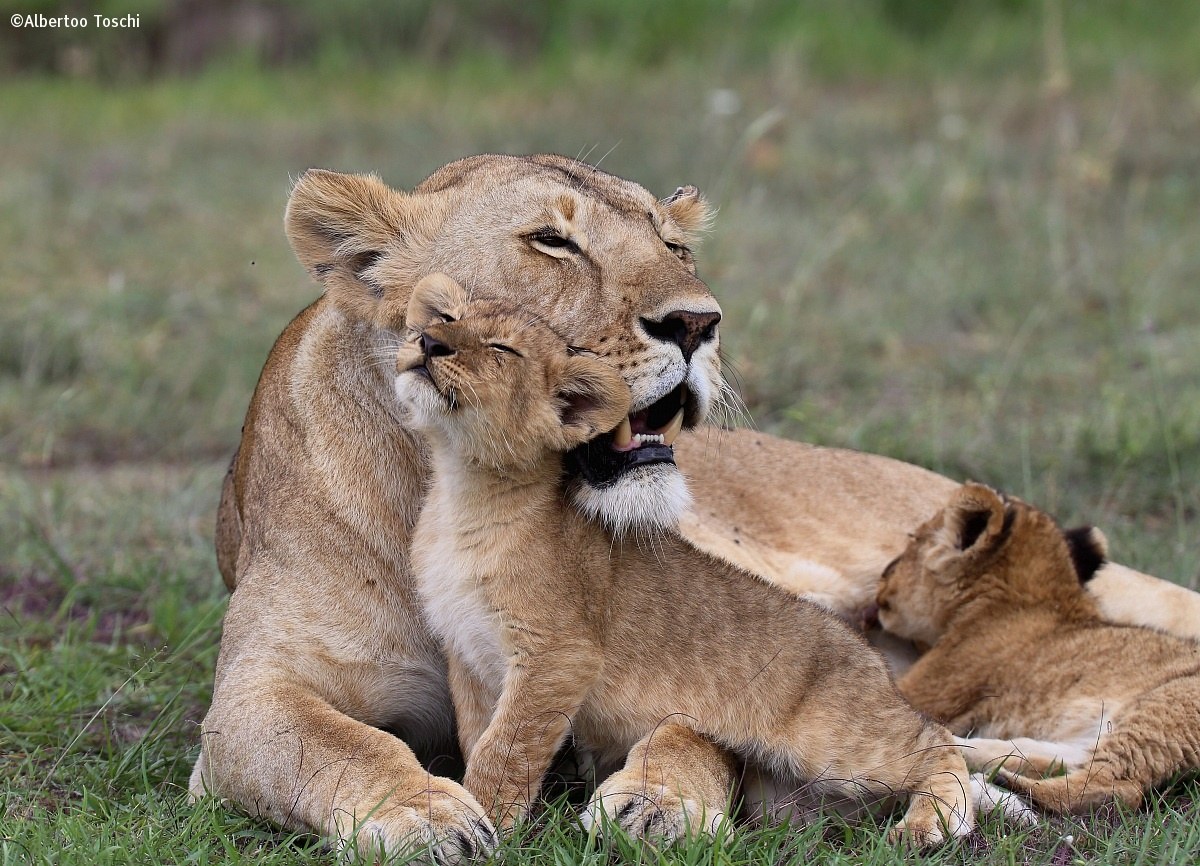 Cub with Mom