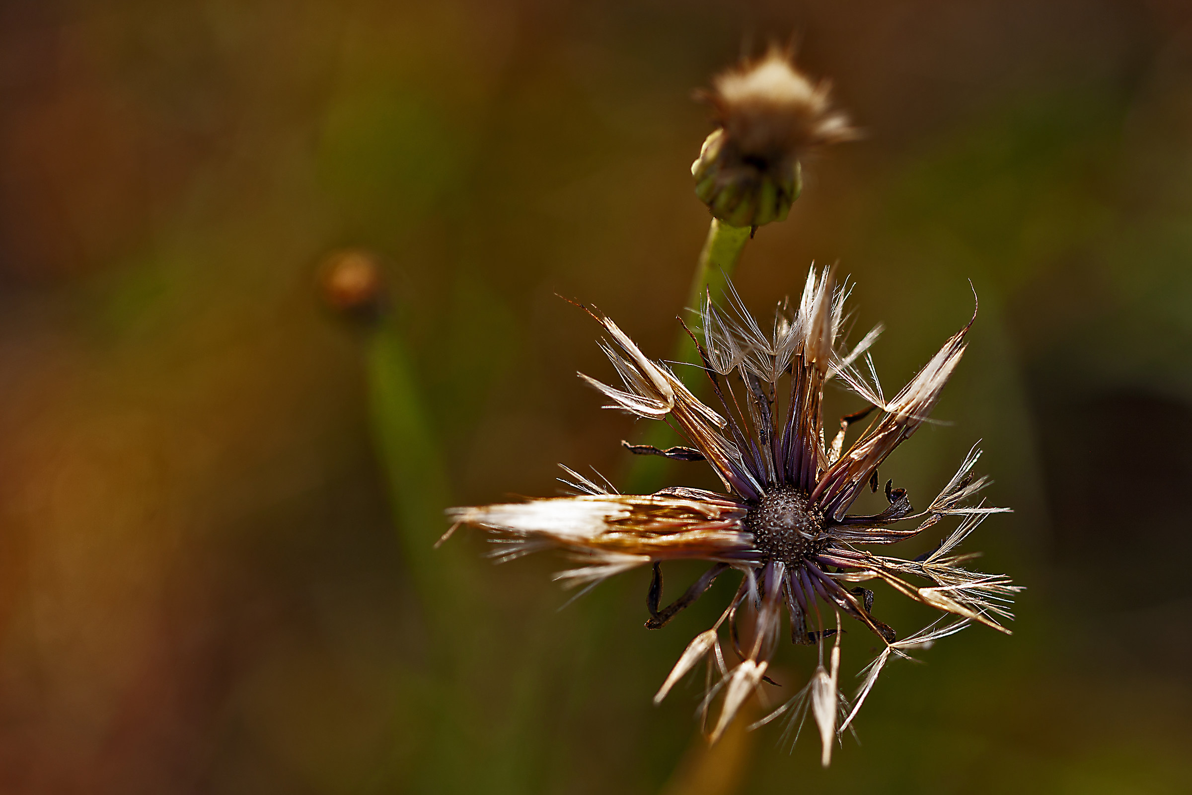 Eravamo bellissimi fiori