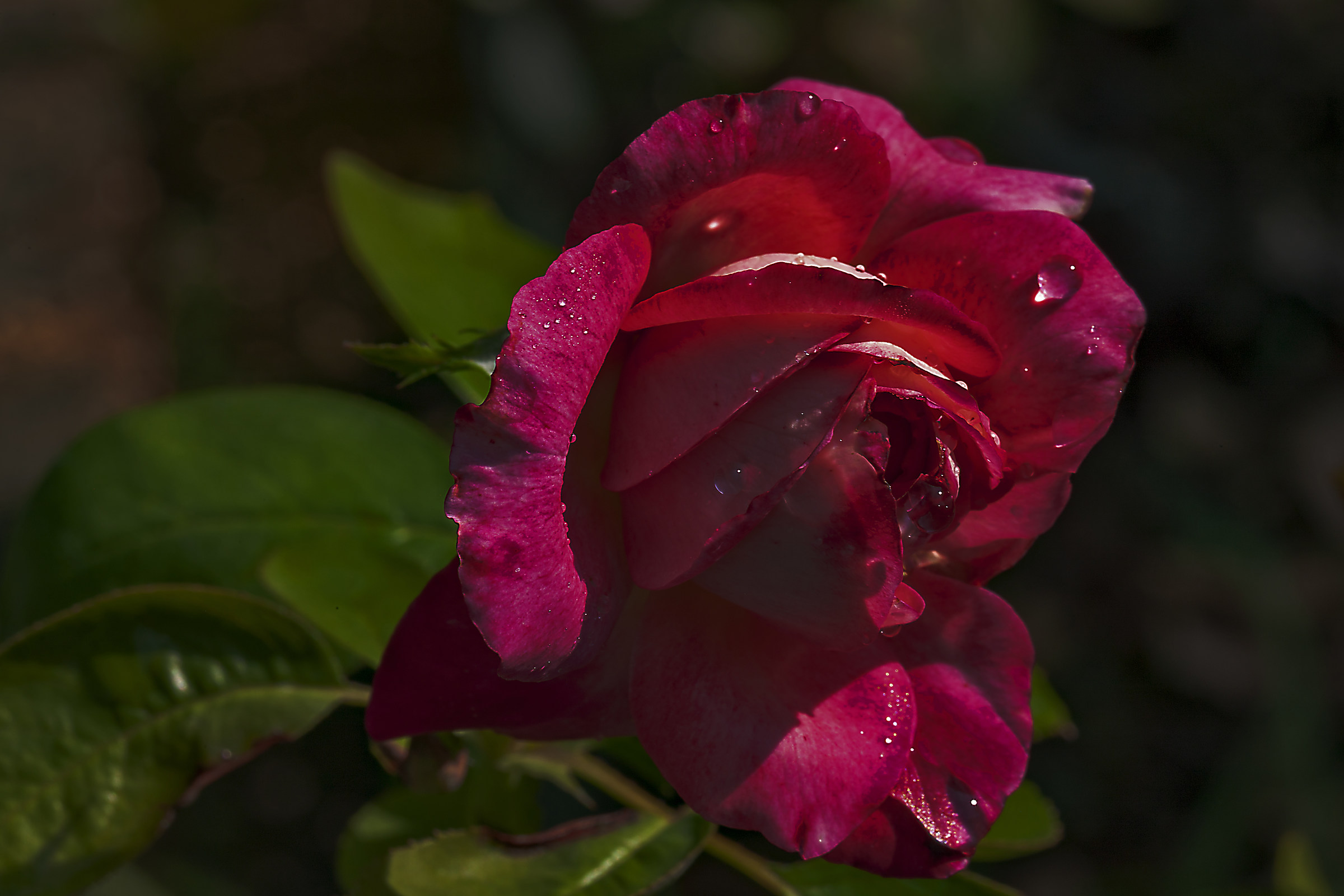 Rose at dawn
