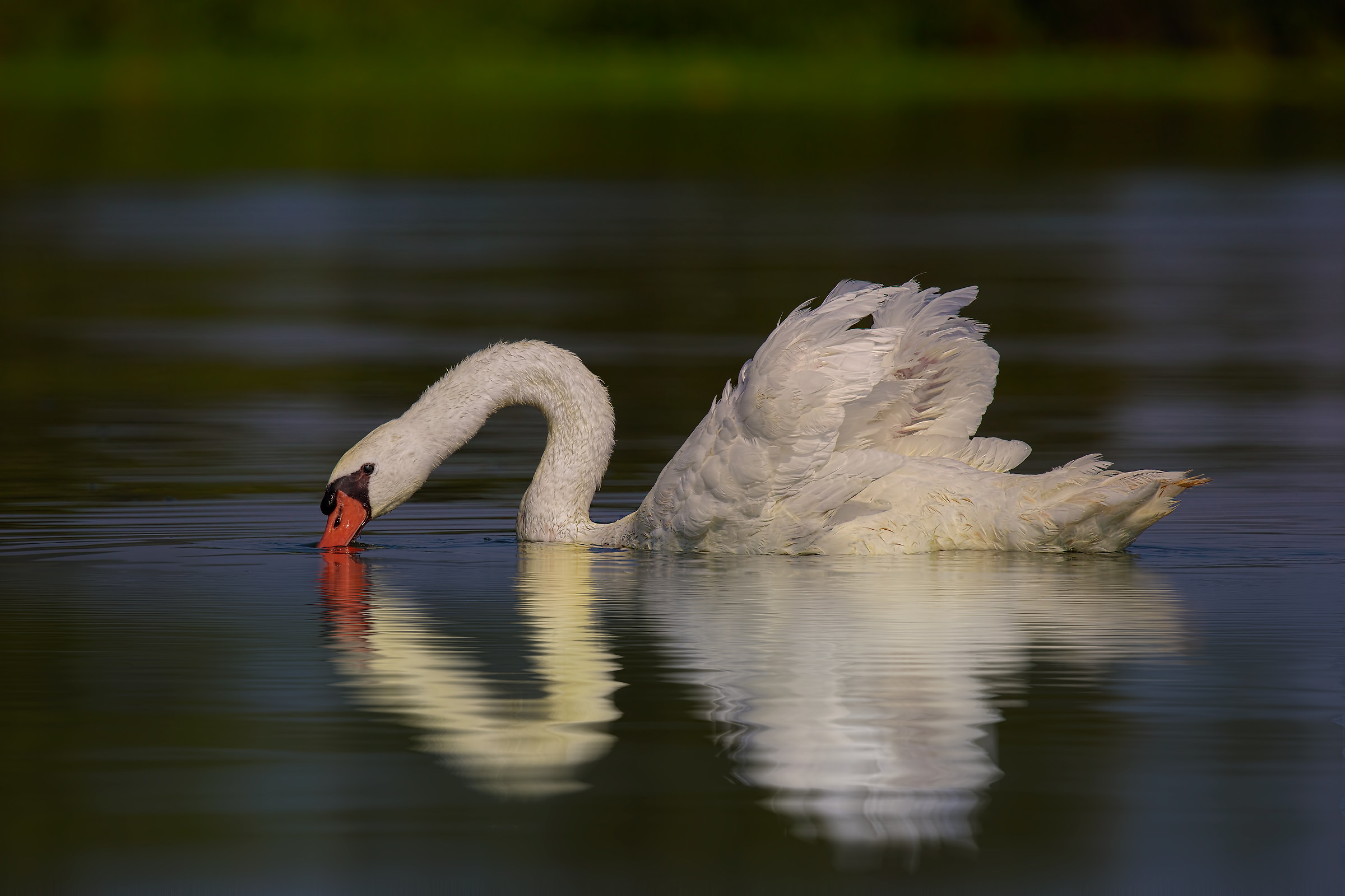 Cigno reale selvatico