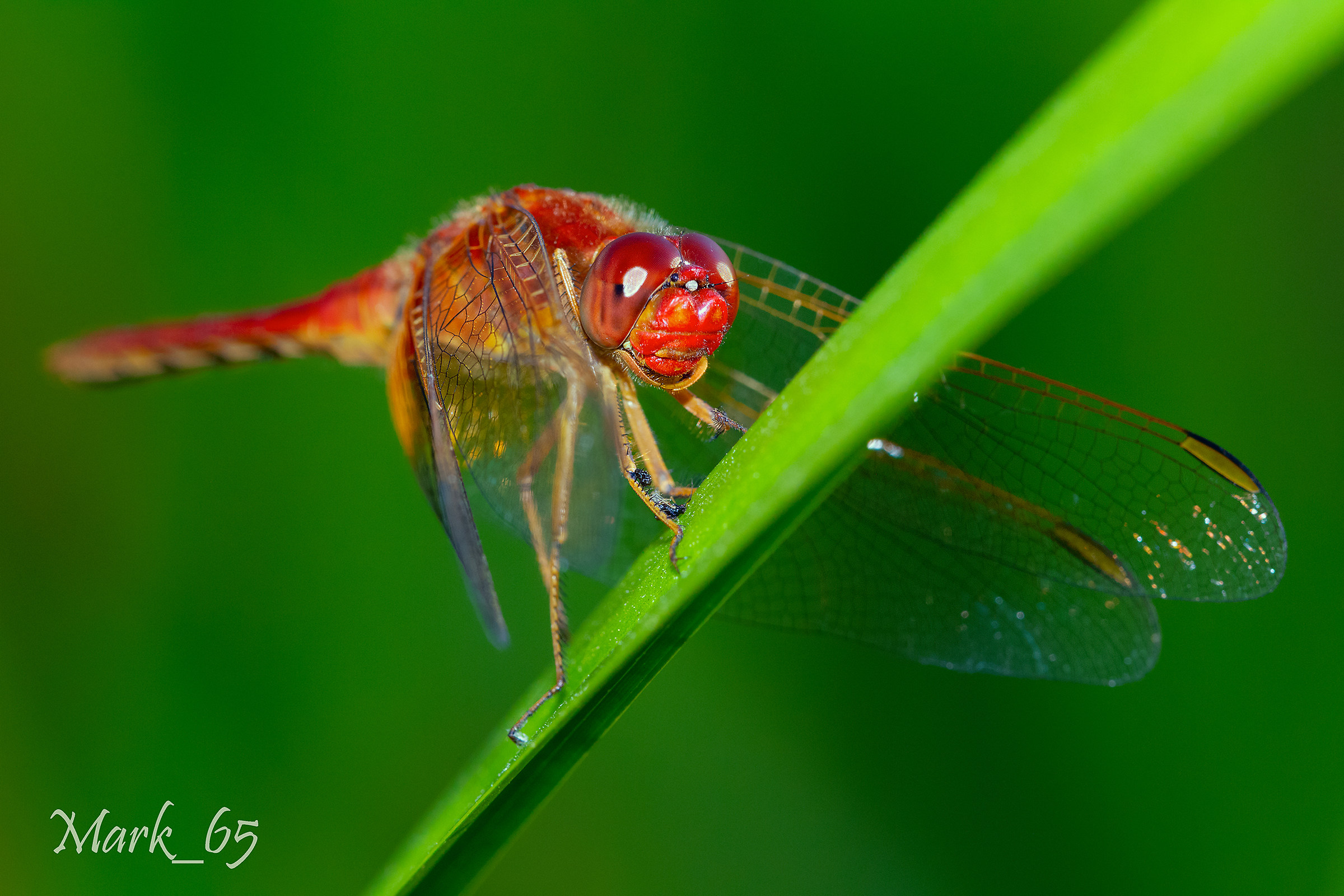 Libellula