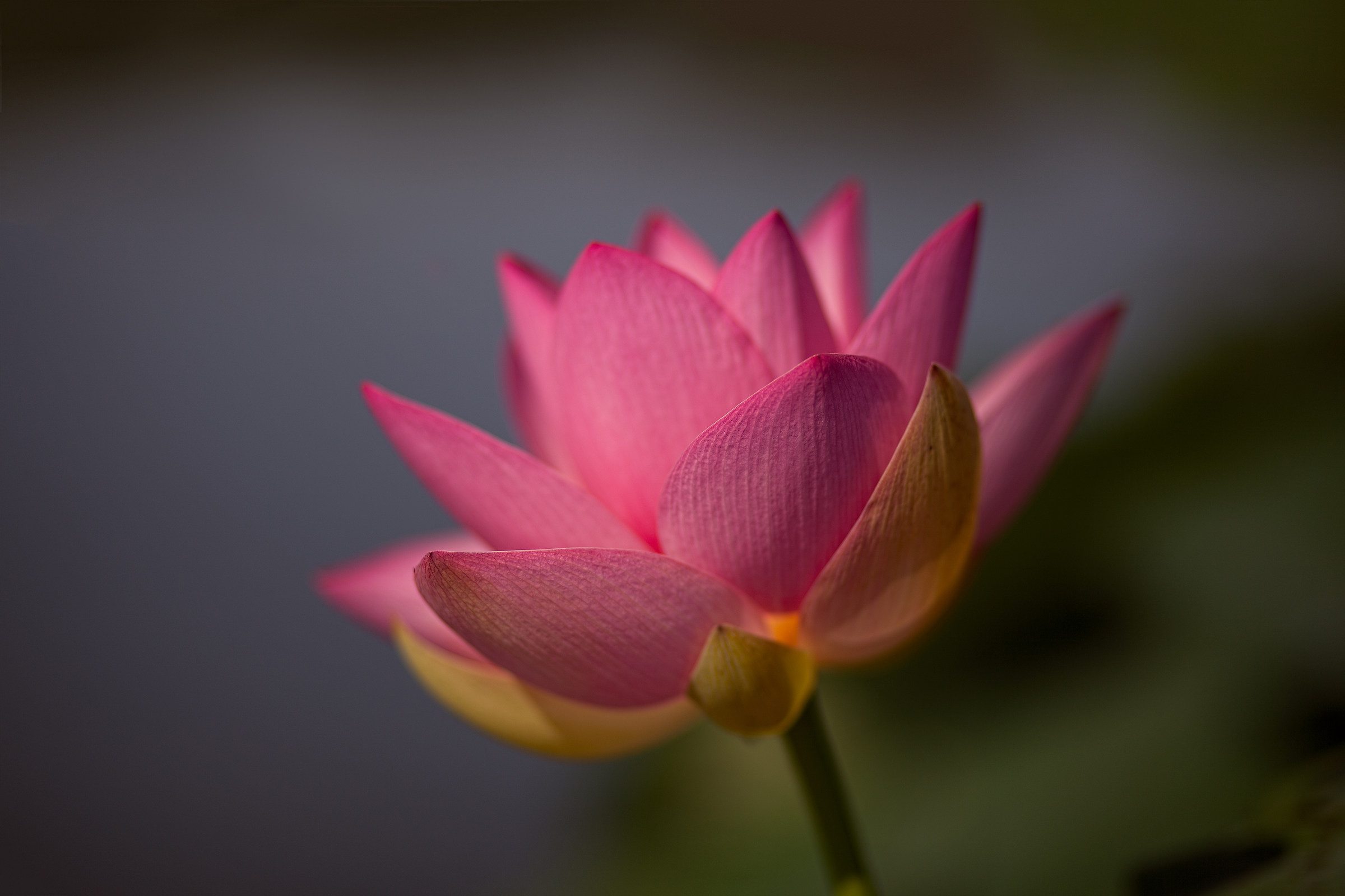 Lotus