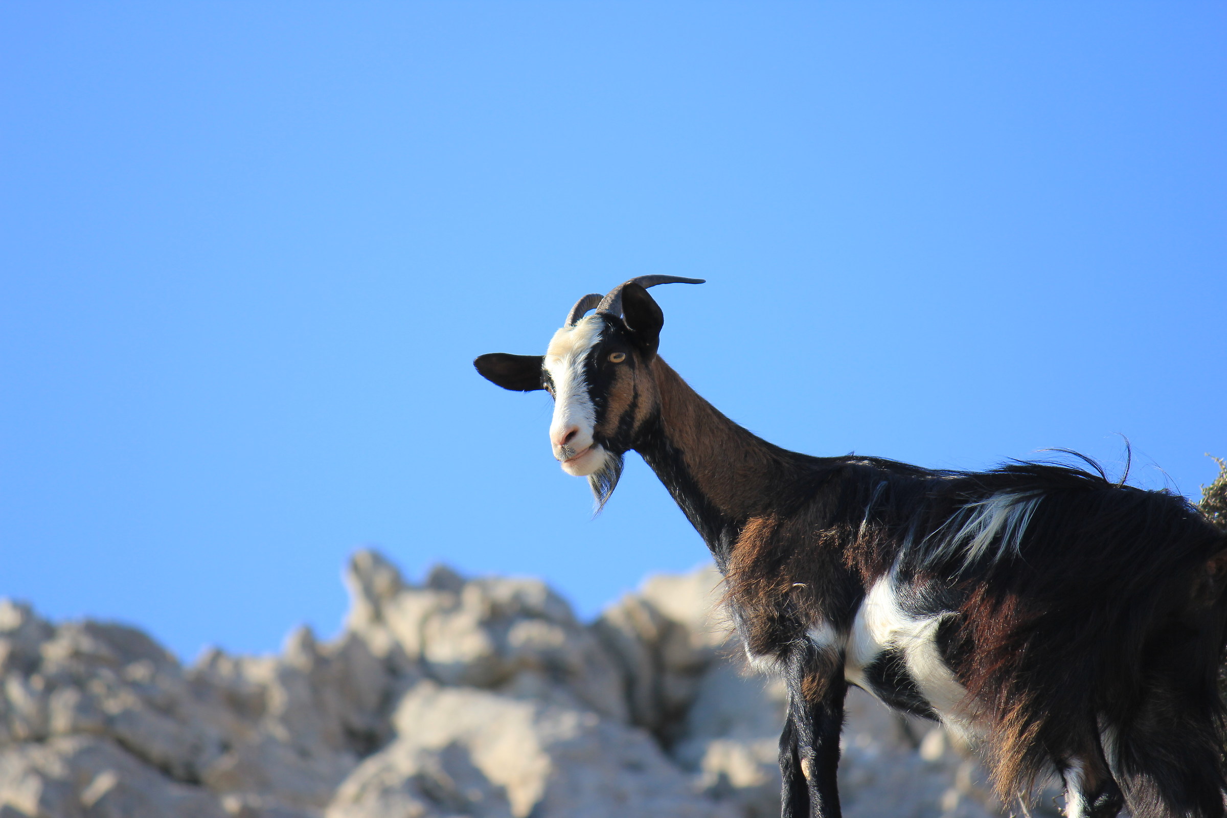 Goat in Greece
