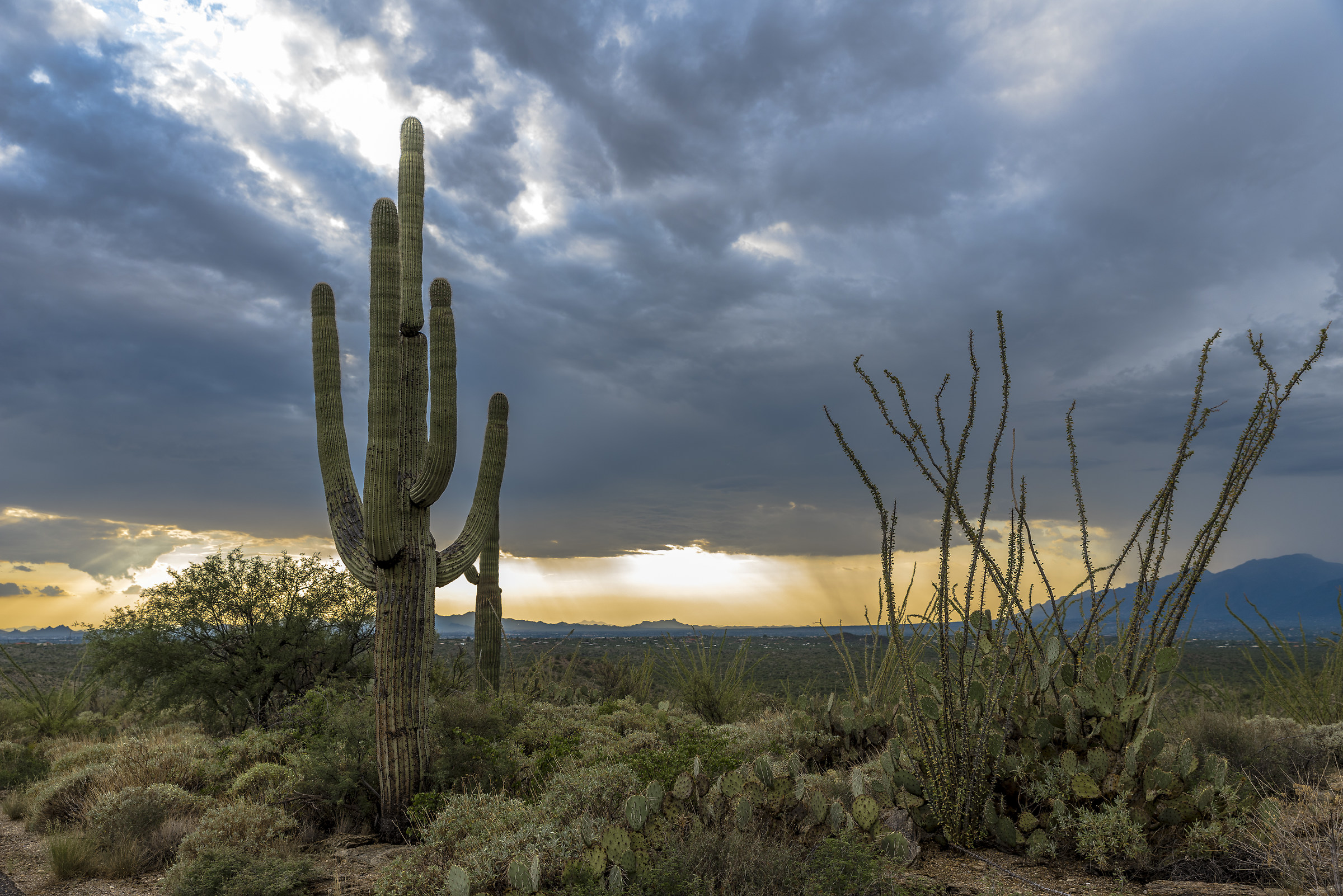 Saguaro NP