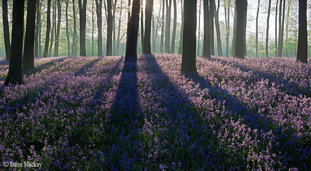 Bluebell Shadows