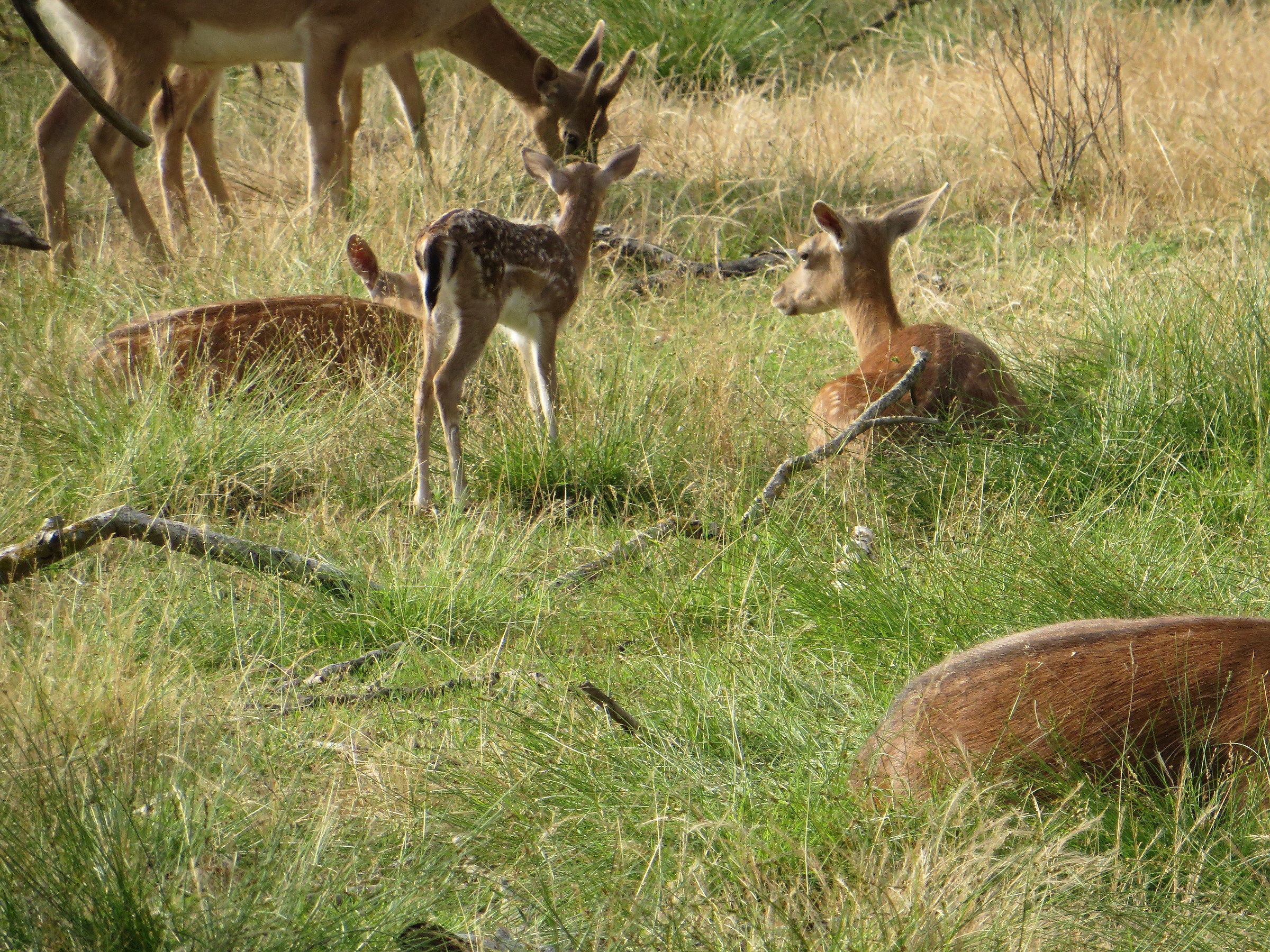 Fallow deer