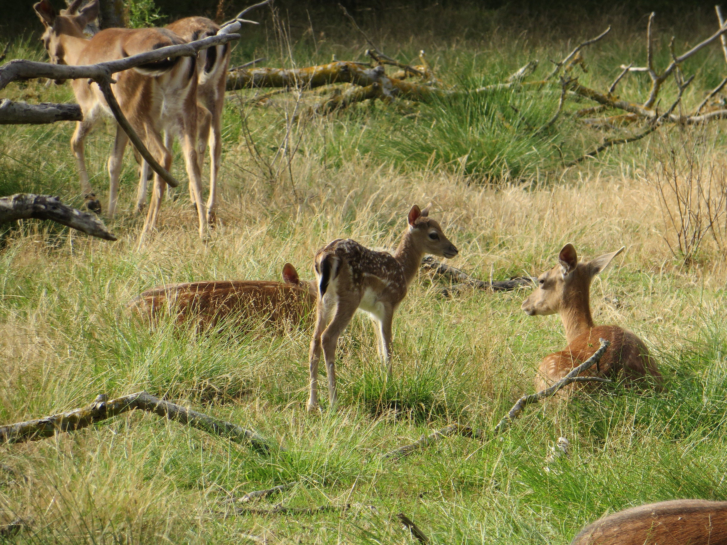 Fallow deer