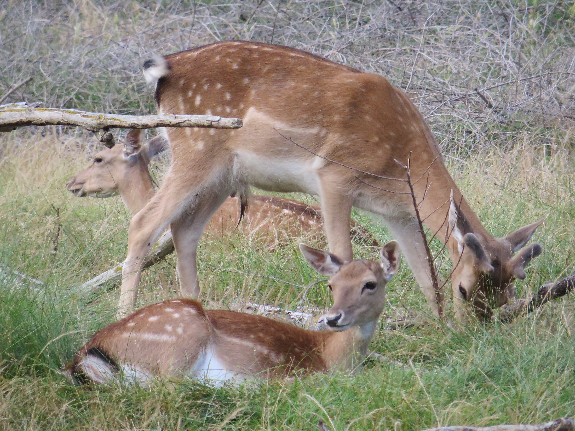 Fallow deer