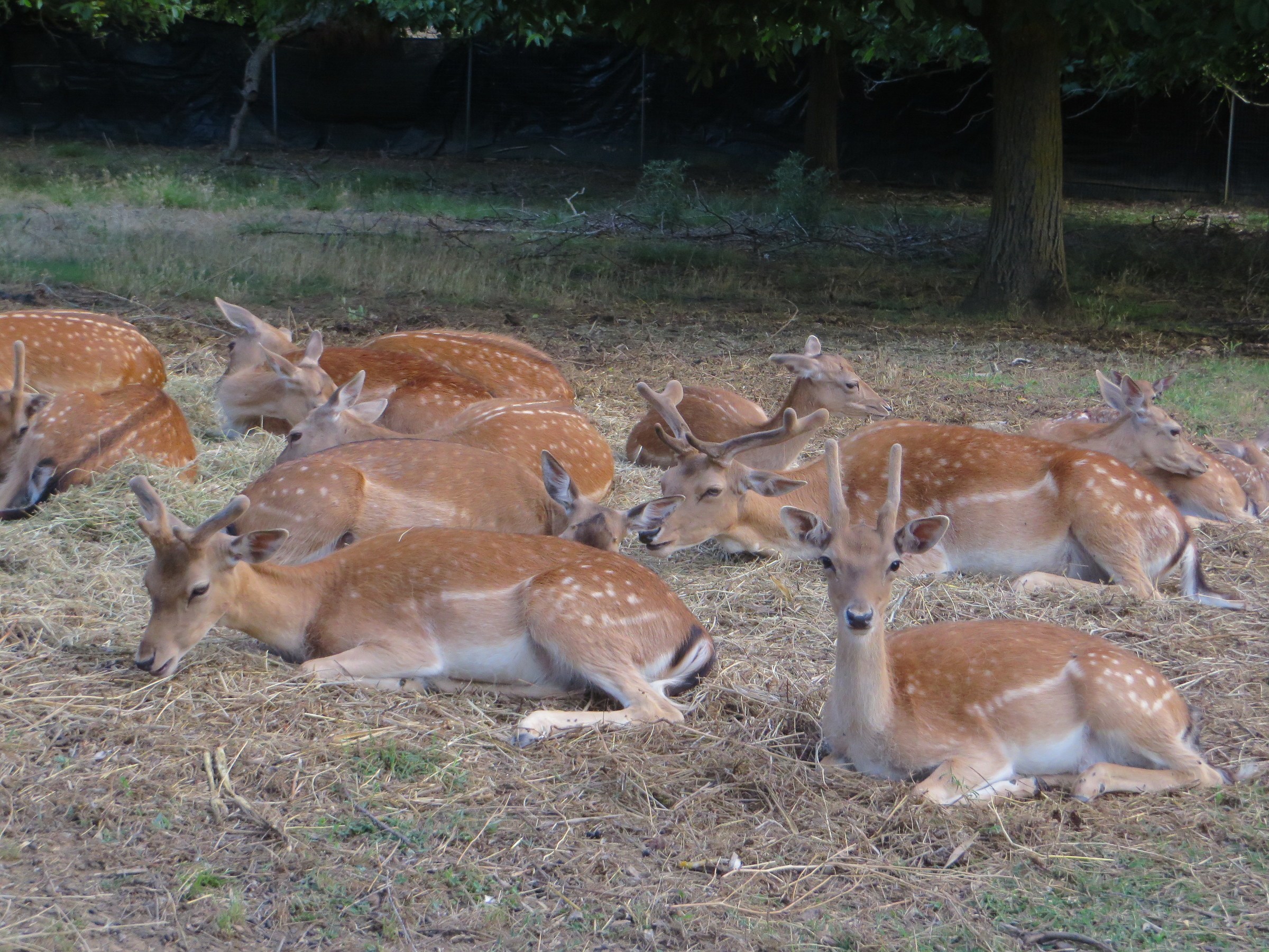 Fallow deer